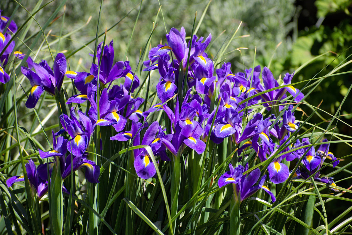 25 BLUE FLAG IRIS Versicolor ( Dry - Moist Soil ) Native Purple Yellow White Fragrant Flower Seeds