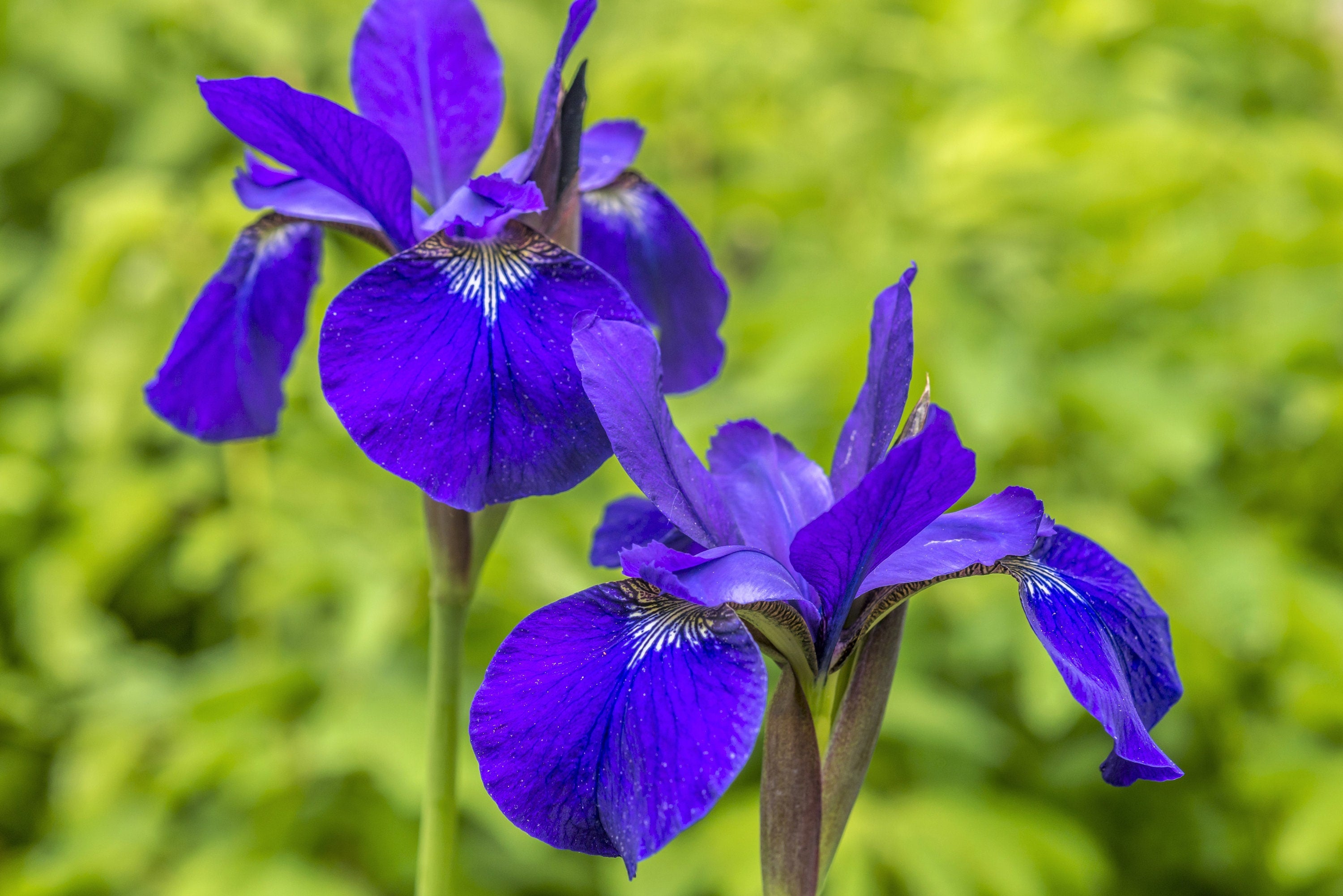 25 BLUE FLAG IRIS Versicolor ( Dry - Moist Soil ) Native Purple Yellow White Fragrant Flower Seeds