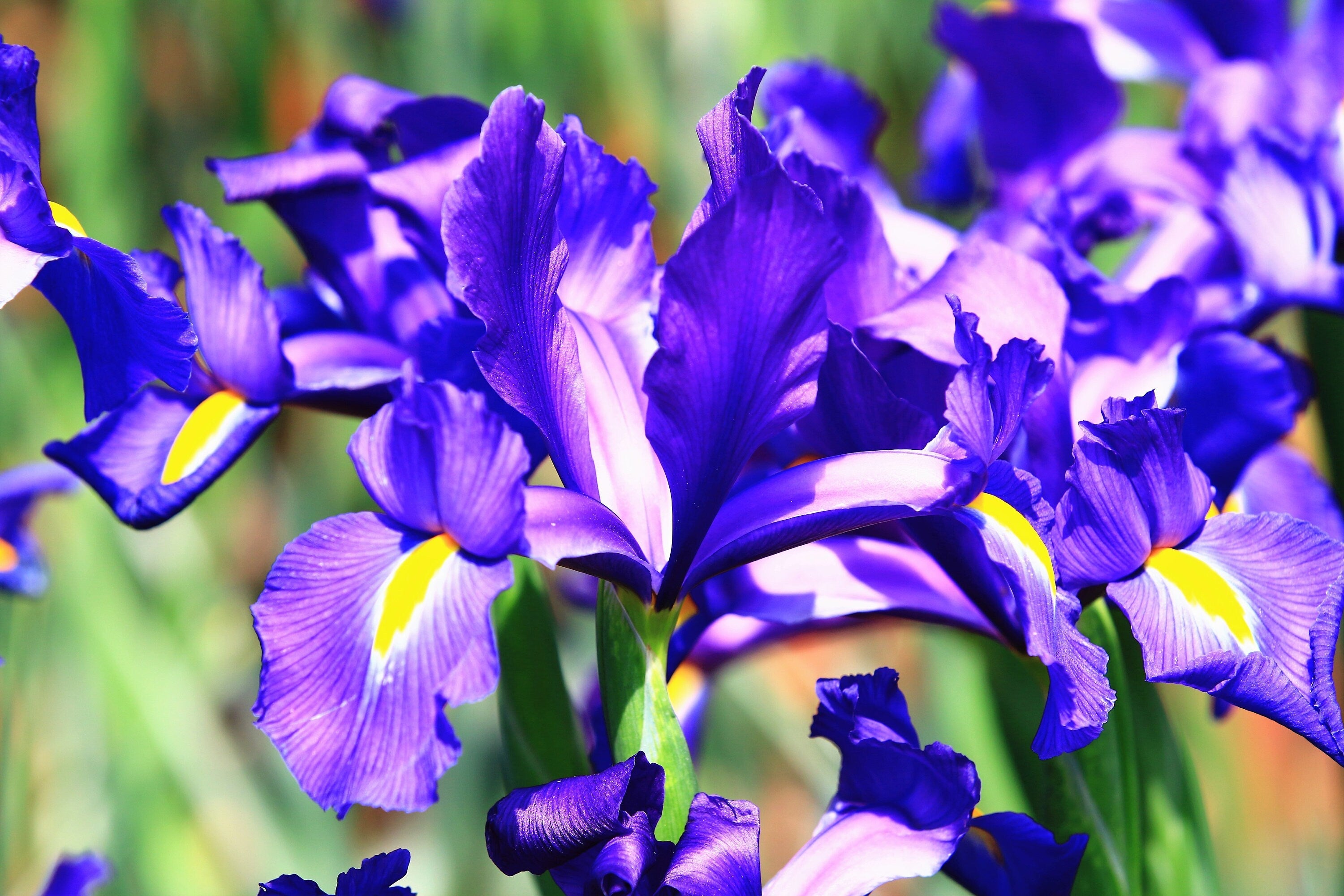 25 BLUE FLAG IRIS Versicolor ( Dry - Moist Soil ) Native Purple Yellow White Fragrant Flower Seeds