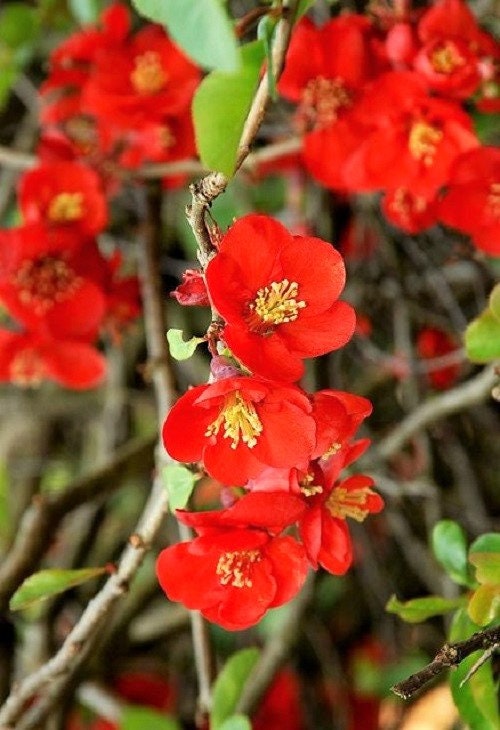 20 Red Flowering DWARF QUINCE Shrub Fruit Chaenomeles Japonica Scarlet Seeds