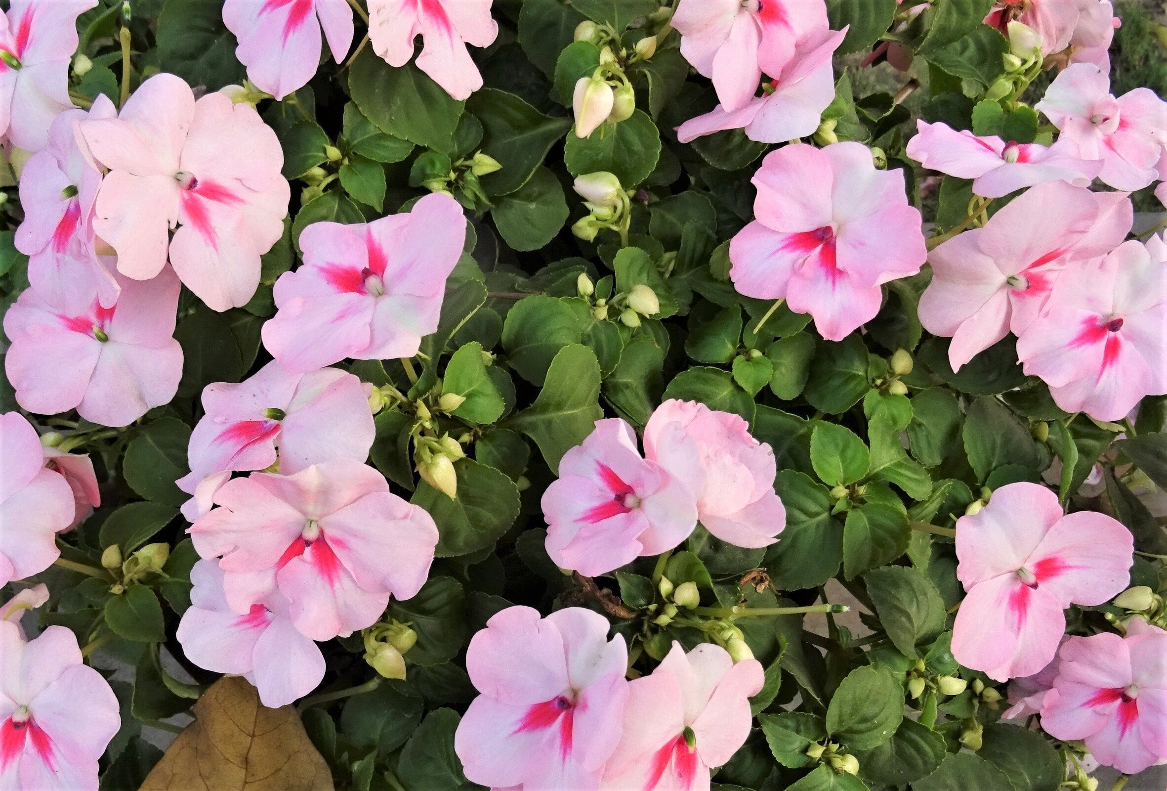 50 DWARF PINK IMPATIENS Walleriana Sun or Full Shade Flower Seeds