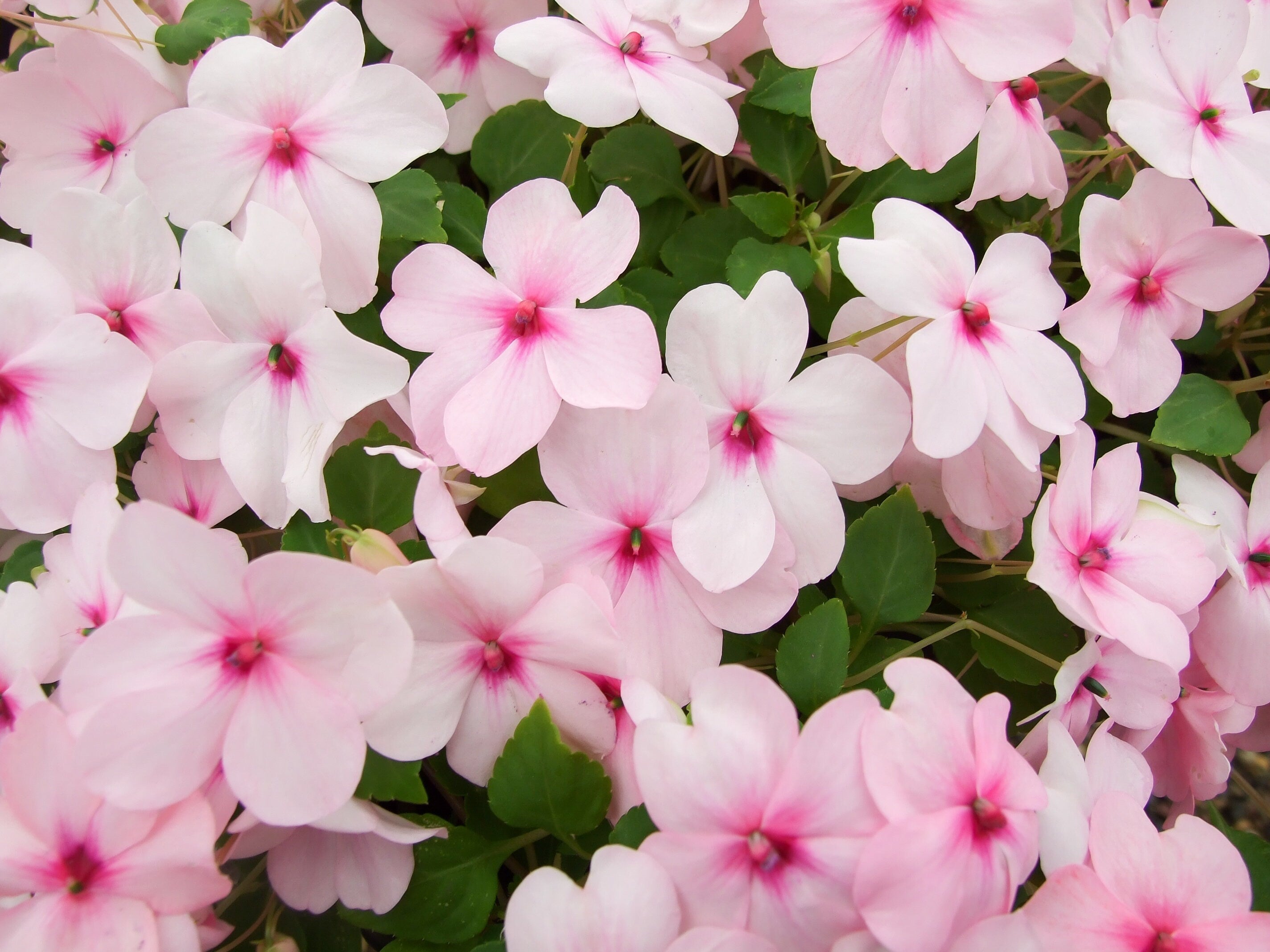 50 DWARF PINK IMPATIENS Walleriana Sun or Full Shade Flower Seeds