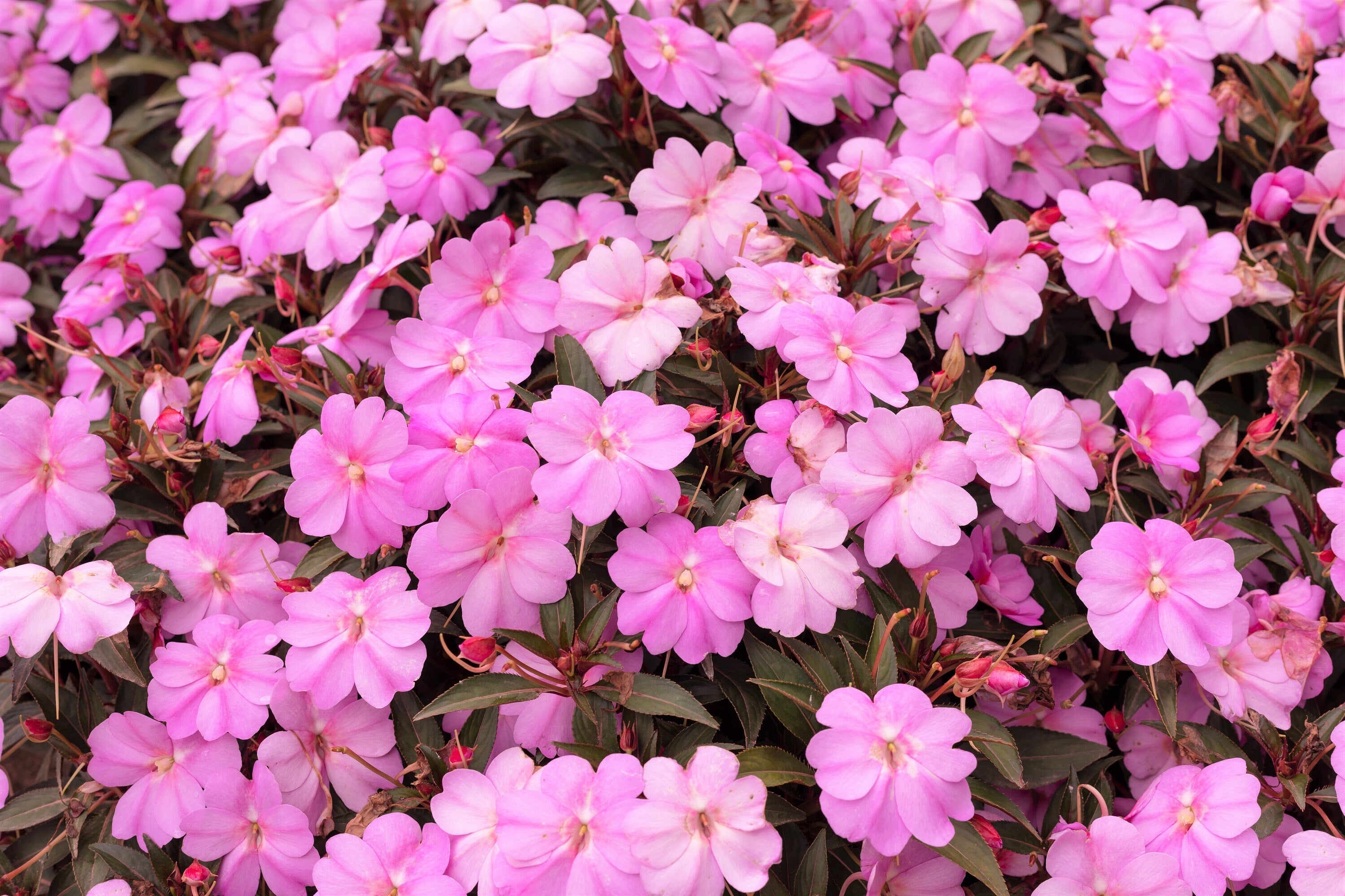 50 DWARF PINK IMPATIENS Walleriana Sun or Full Shade Flower Seeds