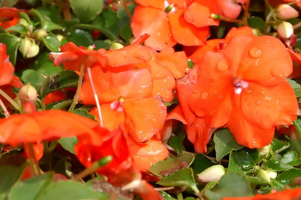 50 DWARF ORANGE IMPATIENS Walleriana Sun or Full Shade Flower Seeds