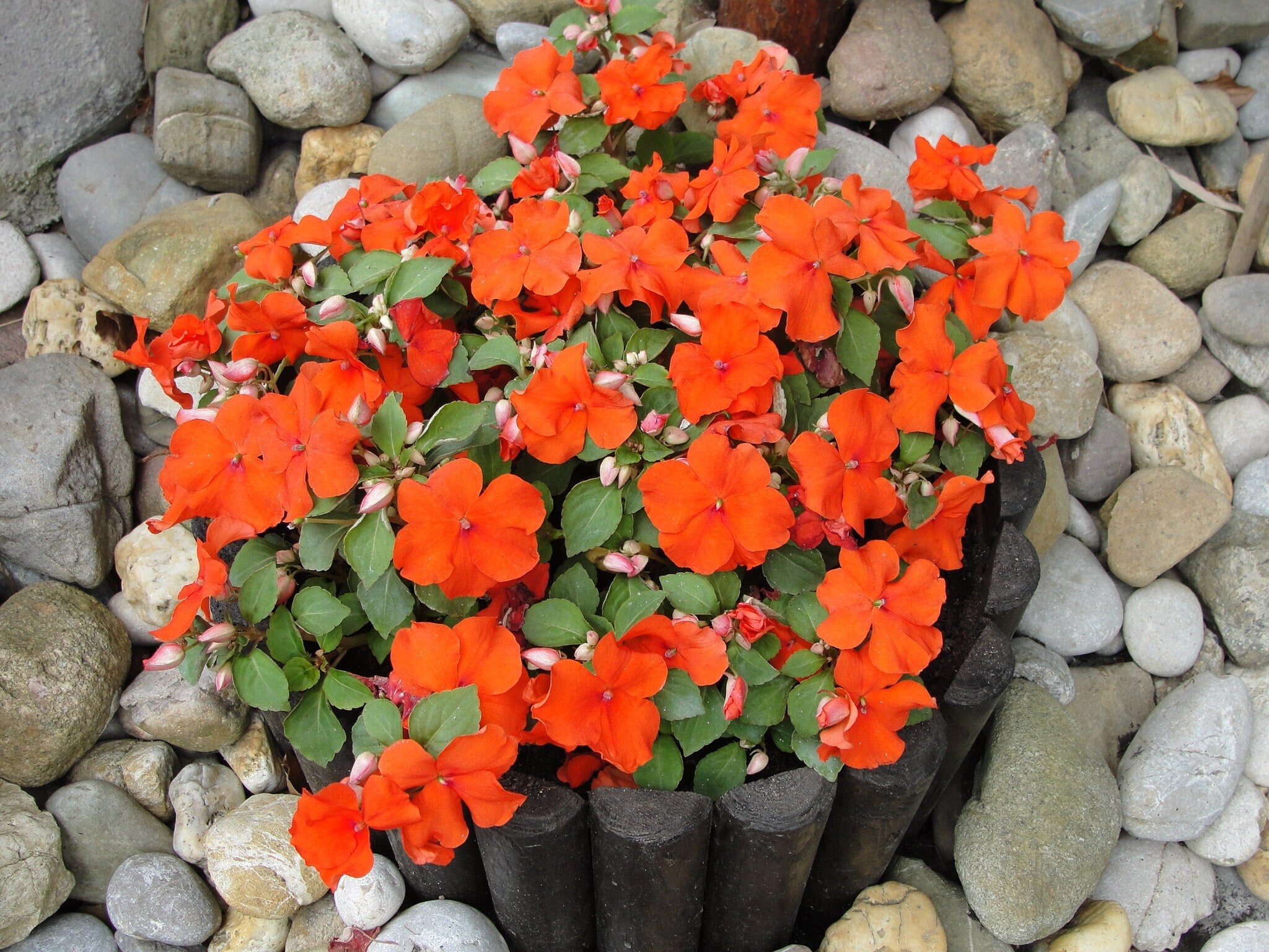 50 DWARF ORANGE IMPATIENS Walleriana Sun or Full Shade Flower Seeds