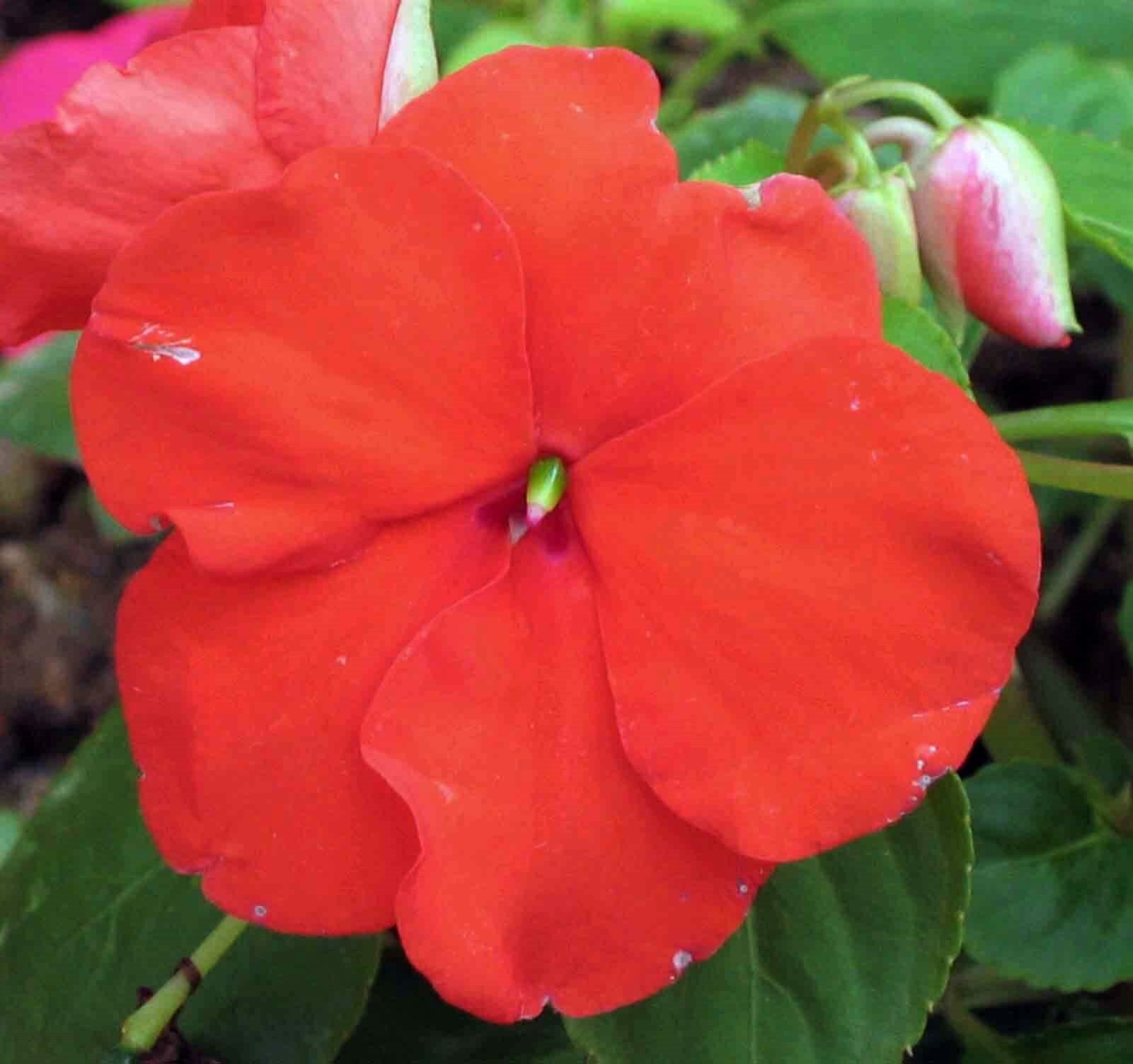 50 DWARF RED IMPATIENS Scarlet Walleriana Sun or Full Shade Flower Seeds