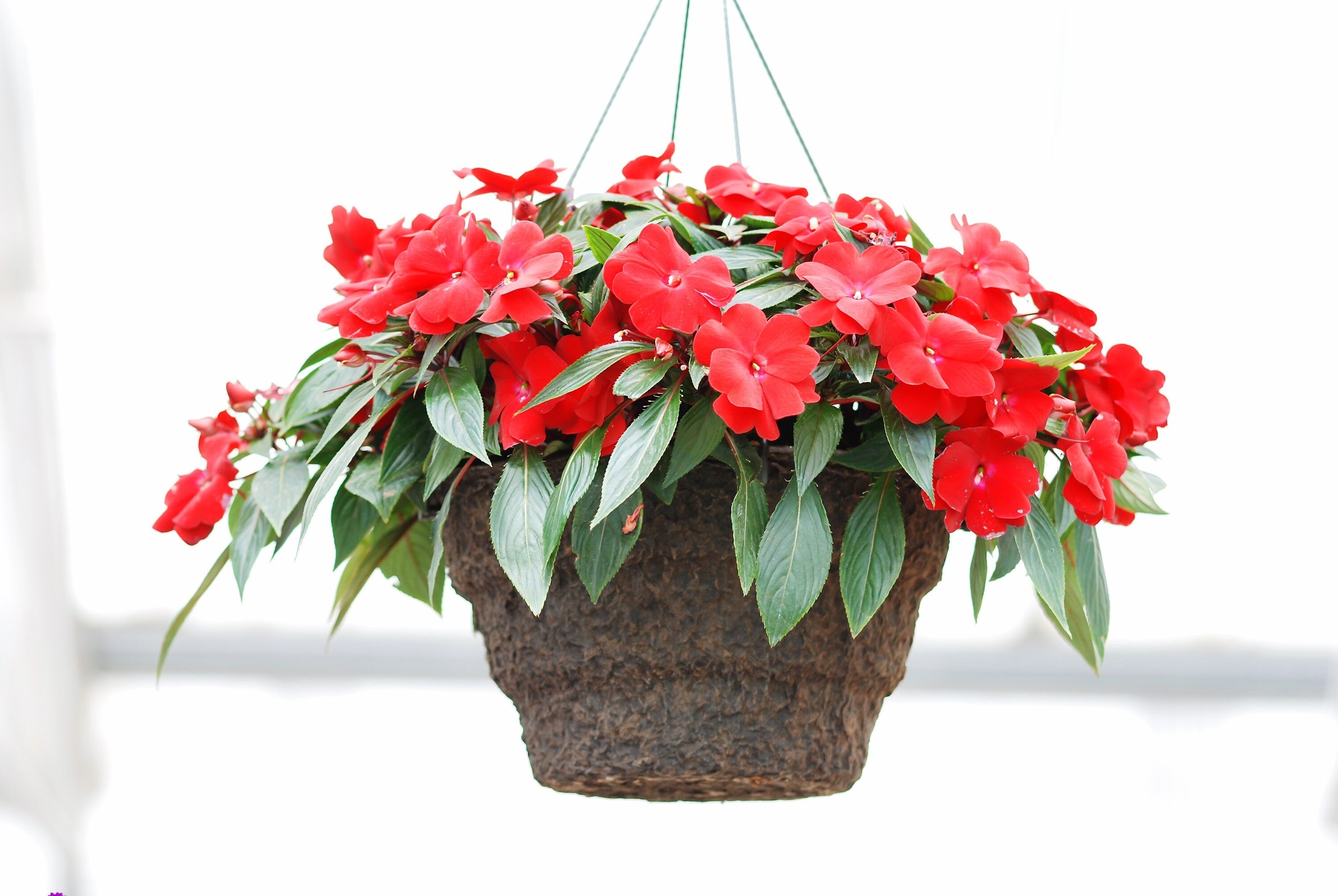 50 DWARF RED IMPATIENS Scarlet Walleriana Sun or Full Shade Flower Seeds