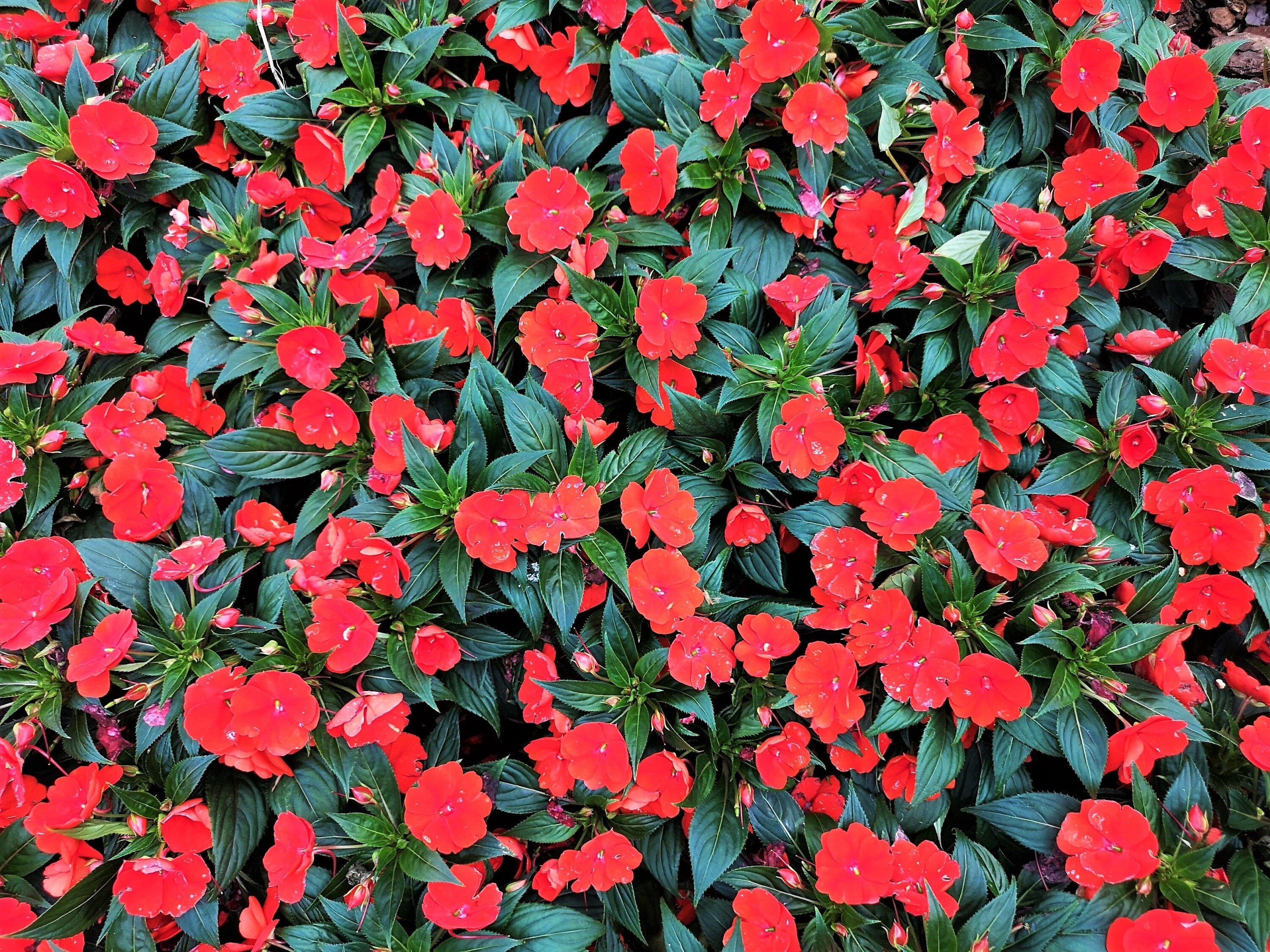 50 DWARF RED IMPATIENS Scarlet Walleriana Sun or Full Shade Flower Seeds