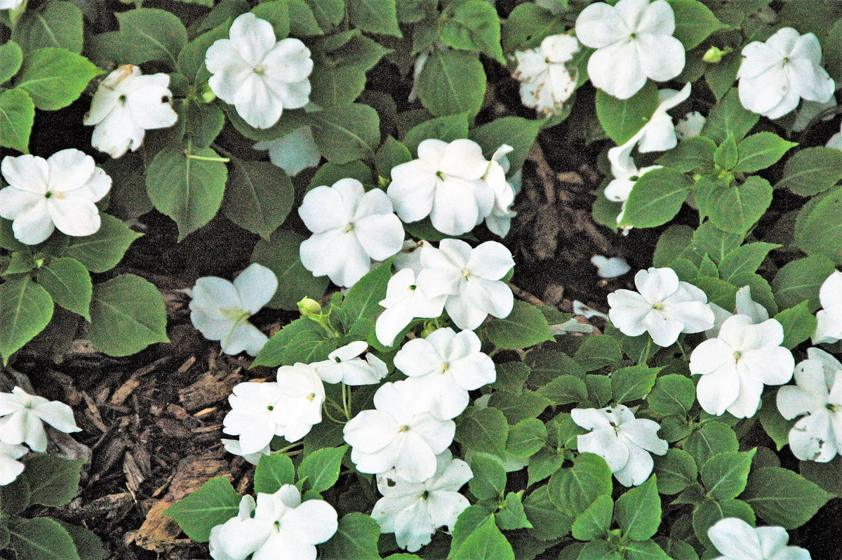 50 DWARF WHITE IMPATIENS Walleriana Sun or Full Shade Flower Seeds
