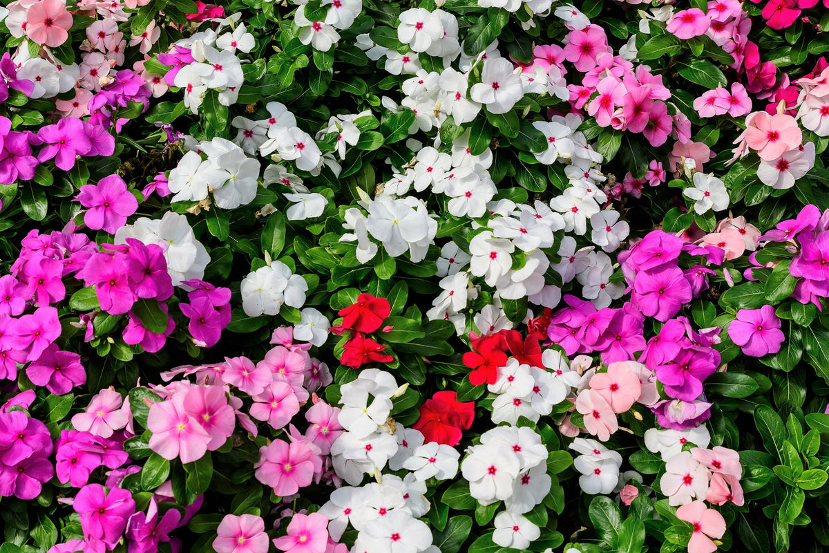 50 MIXED COLORS Dwarf IMPATIENS Walleriana Sun or Full Shade Red, White, Pink, Carmine, Scarlet, & Orange Flower Seeds