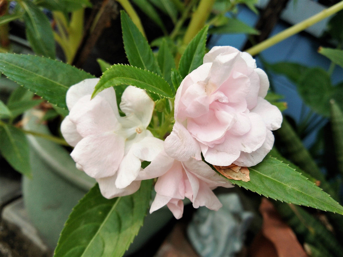 100 Mixed Dwarf TOM THUMB IMPATIENS Balsamina - Sun or Shade - Double Purple, Red, White, Pink, & Orange Flower Seeds