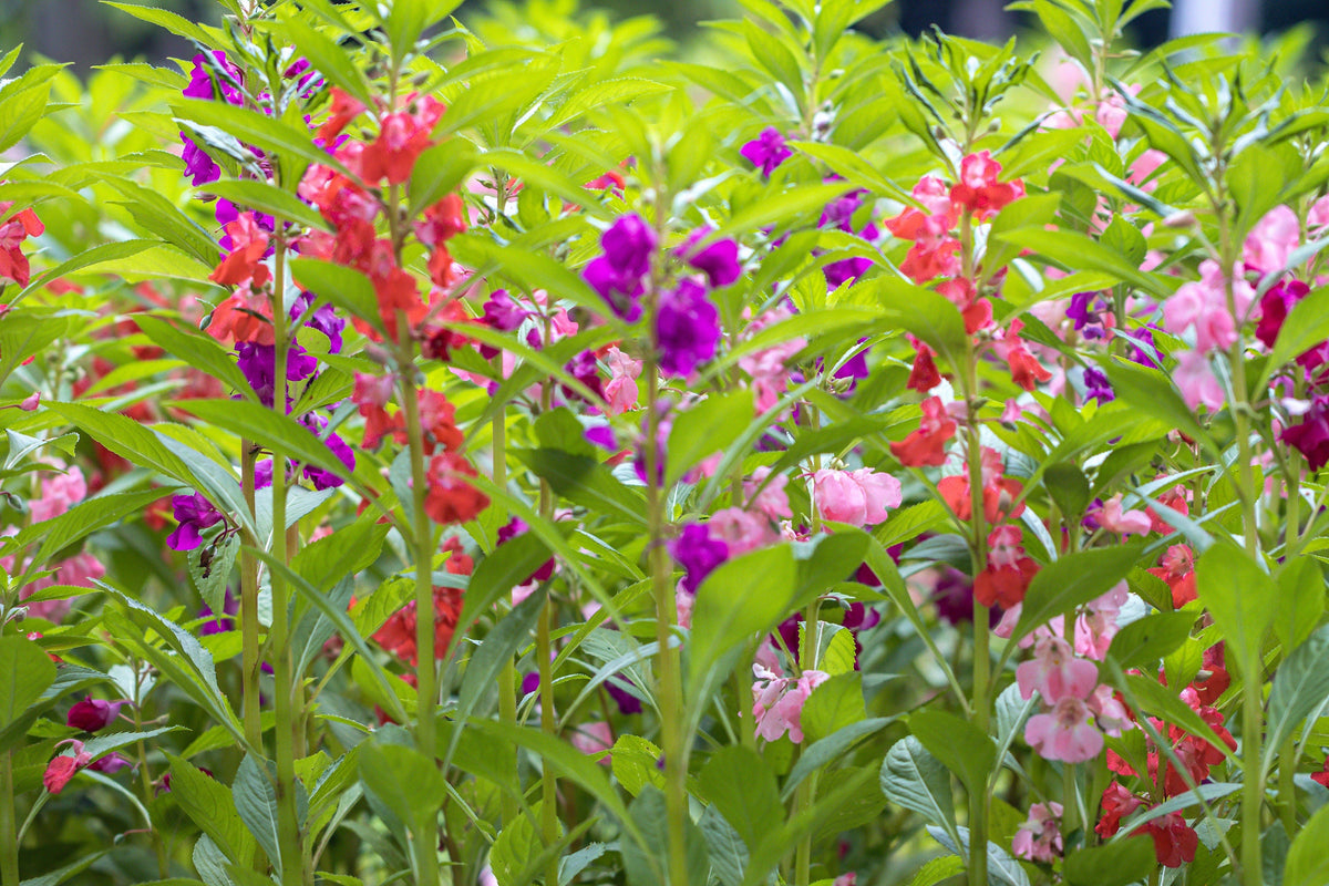 100 Mixed Dwarf TOM THUMB IMPATIENS Balsamina - Sun or Shade - Double Purple, Red, White, Pink, & Orange Flower Seeds