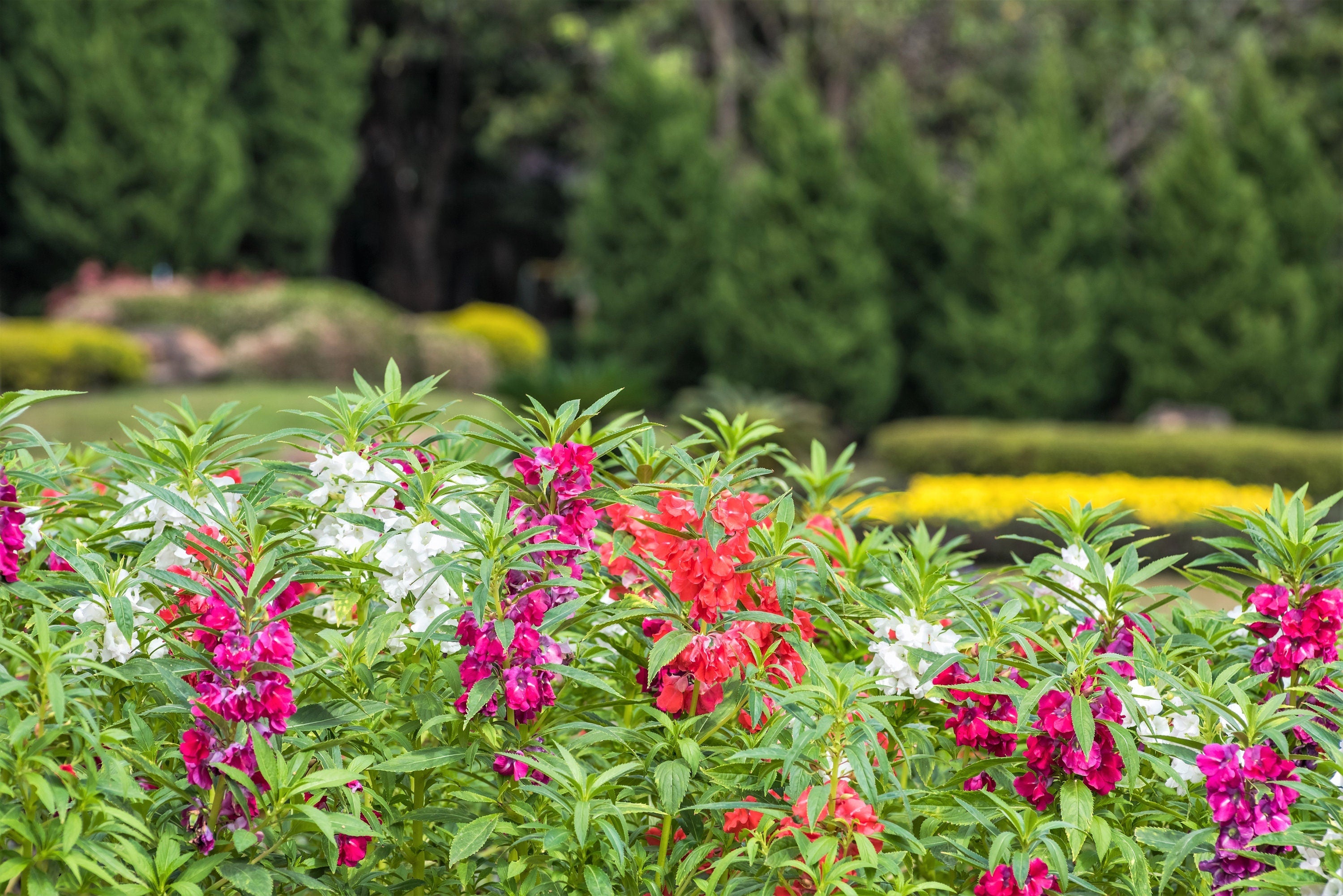 100 Mixed Dwarf TOM THUMB IMPATIENS Balsamina - Sun or Shade - Double Purple, Red, White, Pink, & Orange Flower Seeds