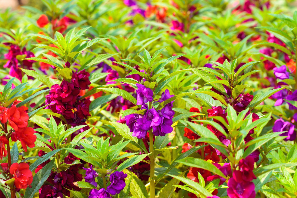 100 Mixed Dwarf TOM THUMB IMPATIENS Balsamina - Sun or Shade - Double Purple, Red, White, Pink, & Orange Flower Seeds
