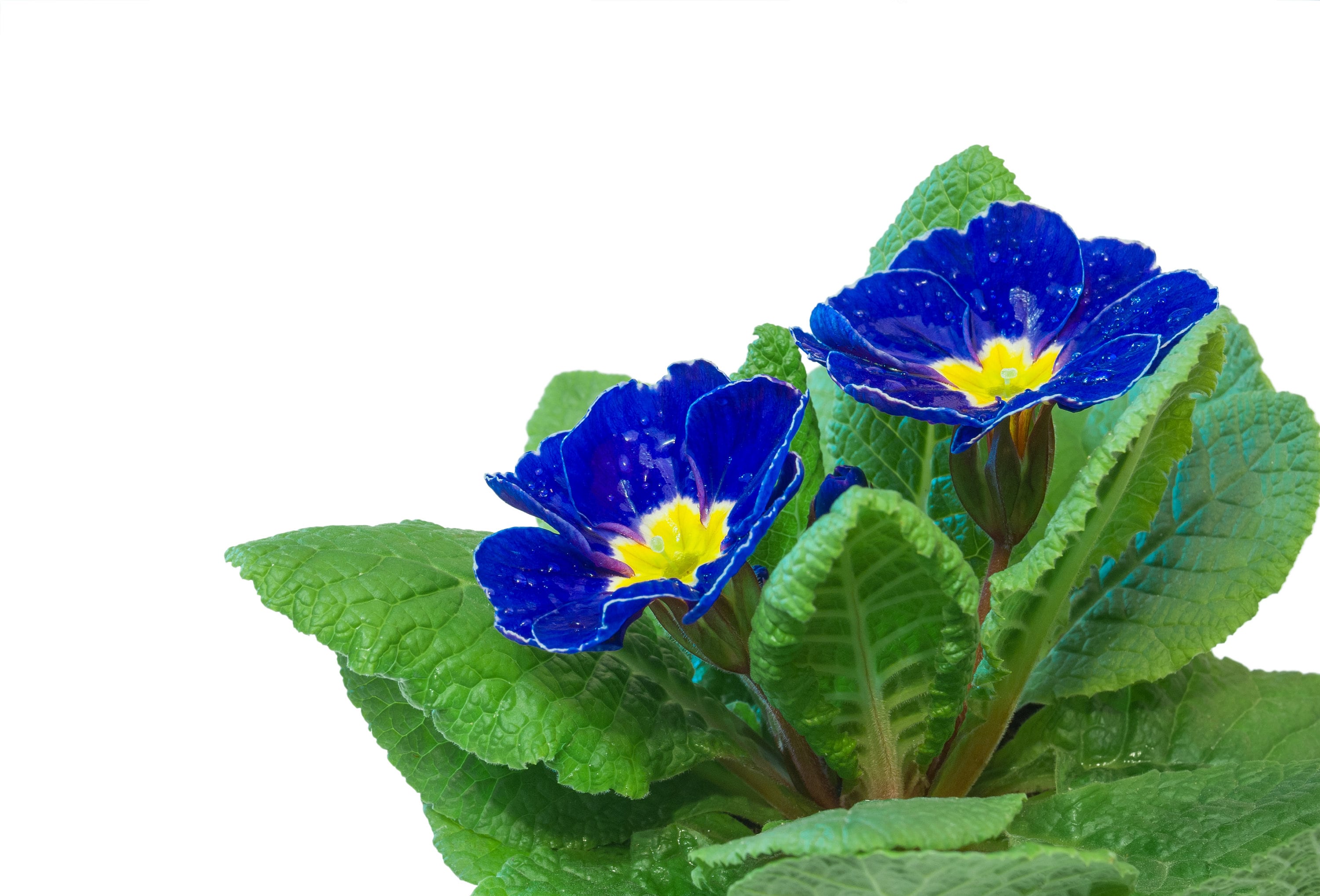 15 Accord BLUE ENGLISH PRIMROSE Primula Vulgaris Part Shade Houseplant Flower Seeds