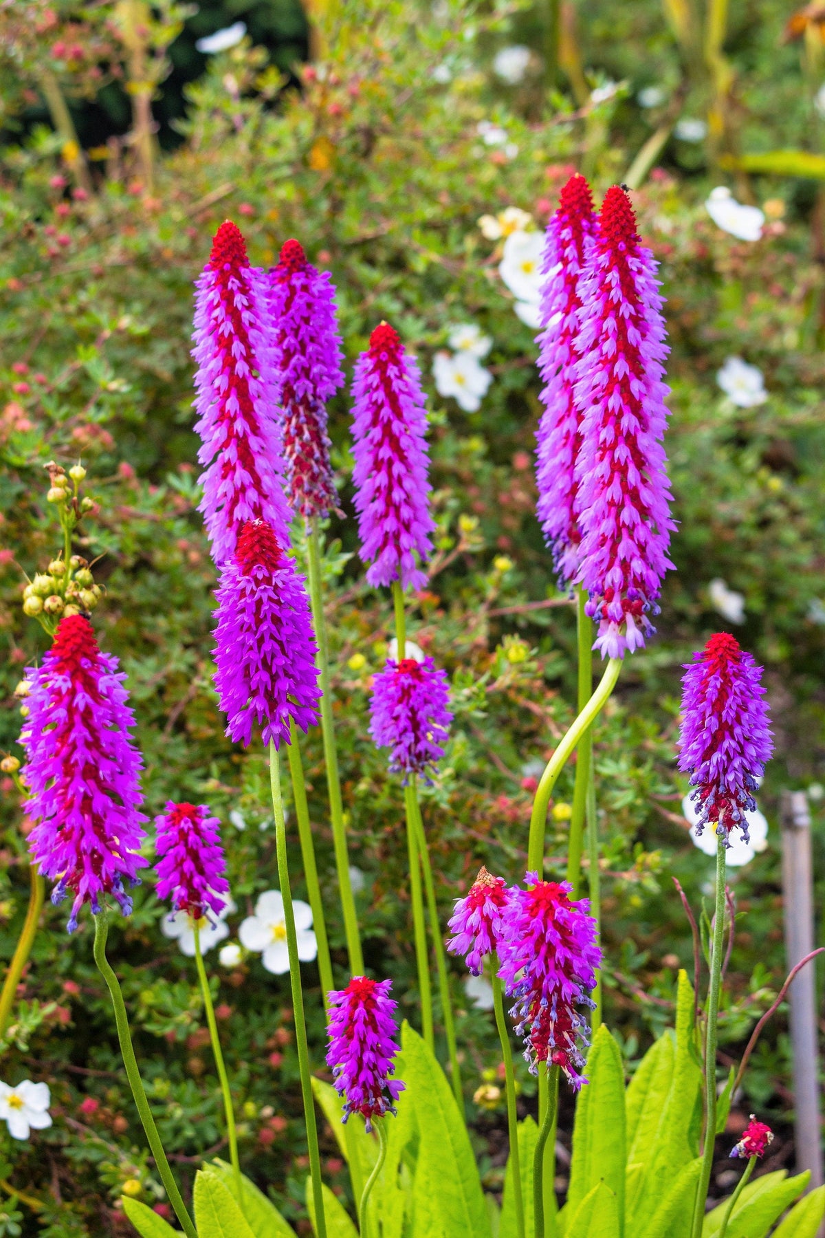 20 ORCHID PRIMROSE Primula Vialii Red Hot Poker Red Pink Purple Shade Wet Flower Seeds
