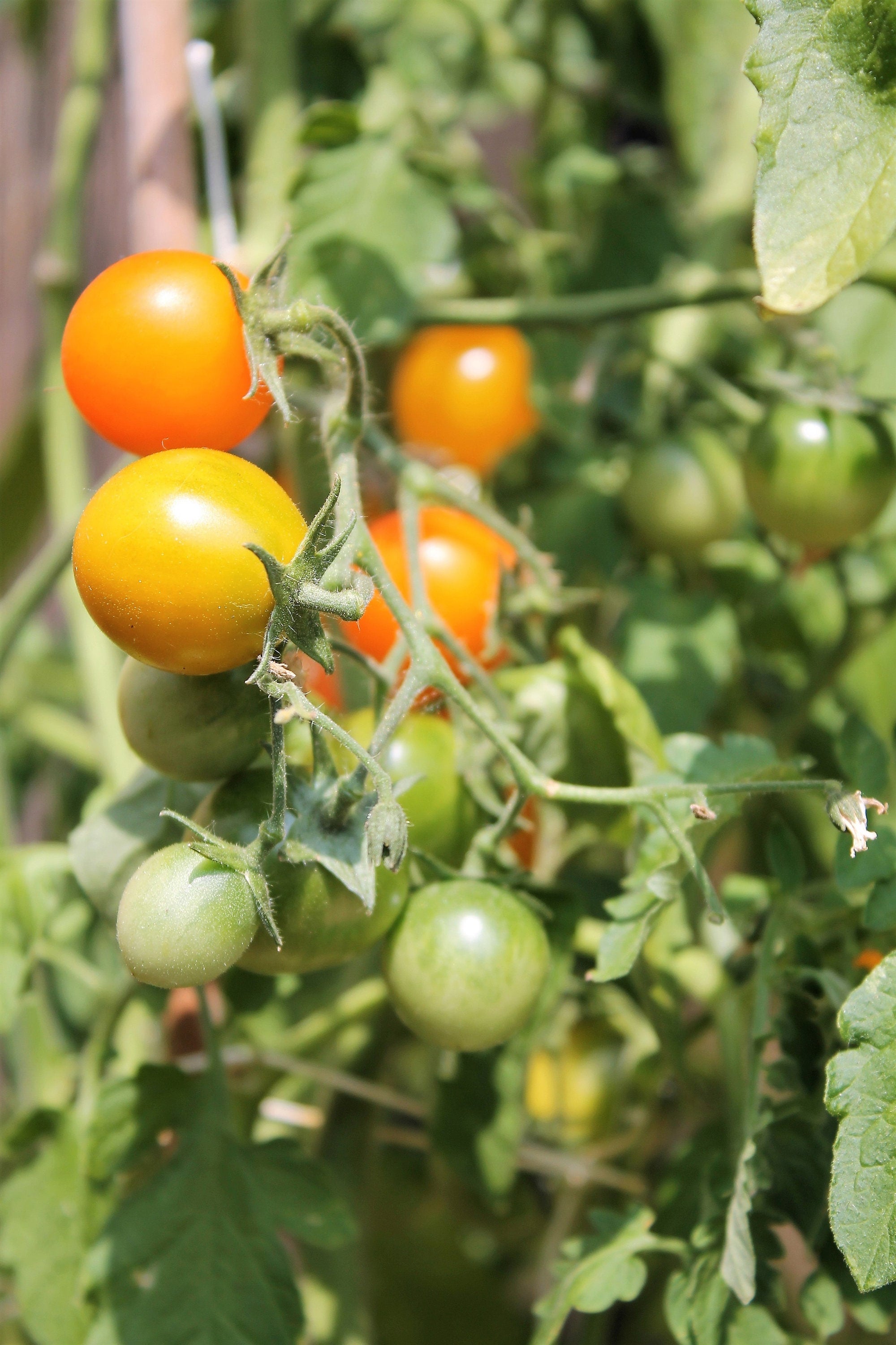 100 ORANGE CHERRY TOMATO Heirloom Solanum Lycopersicum Indeterminate Fruit Vegetable Seeds
