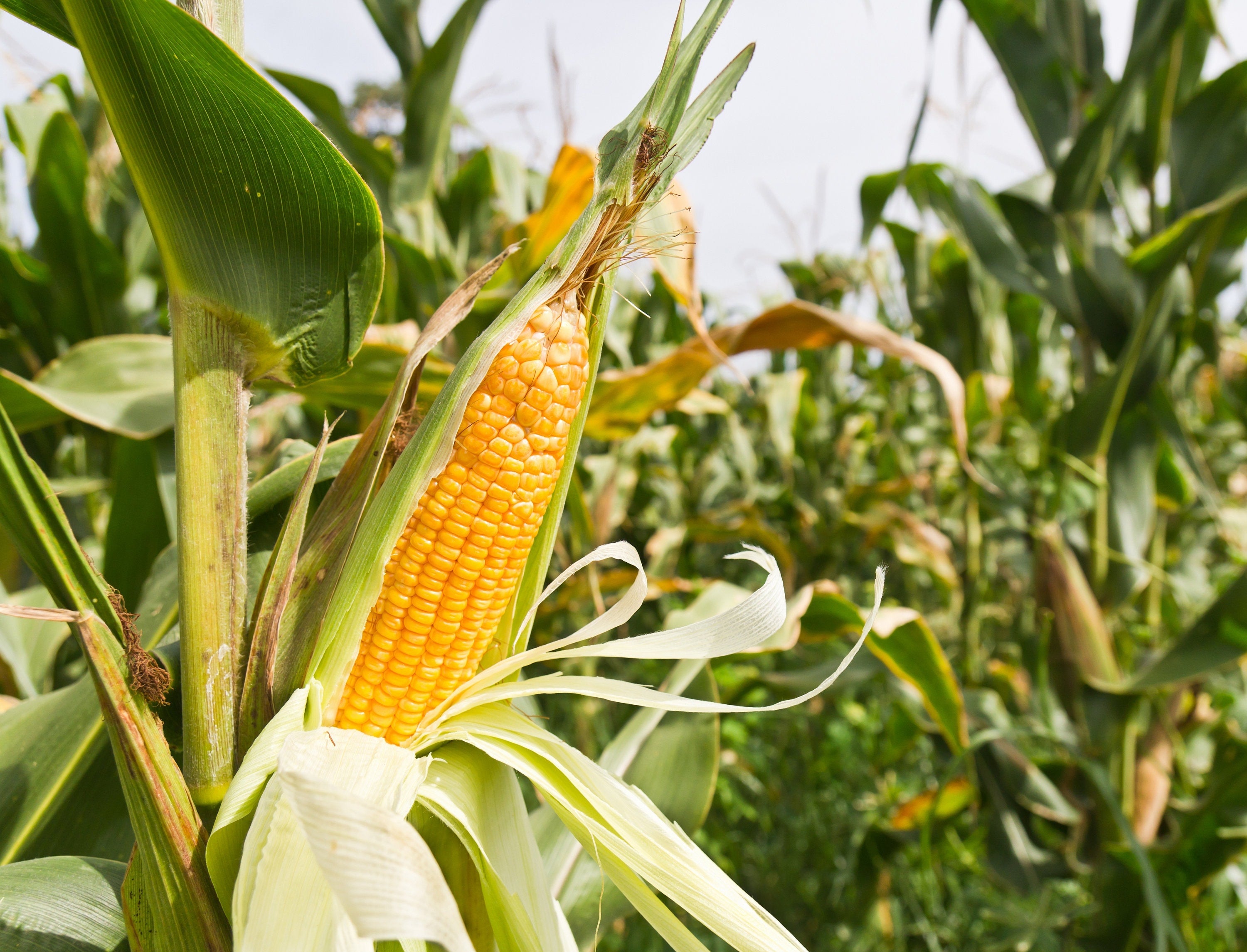 50 SUGAR BUNS CORN Sweet S.E. Yellow Zea Mays Vegetable Seeds