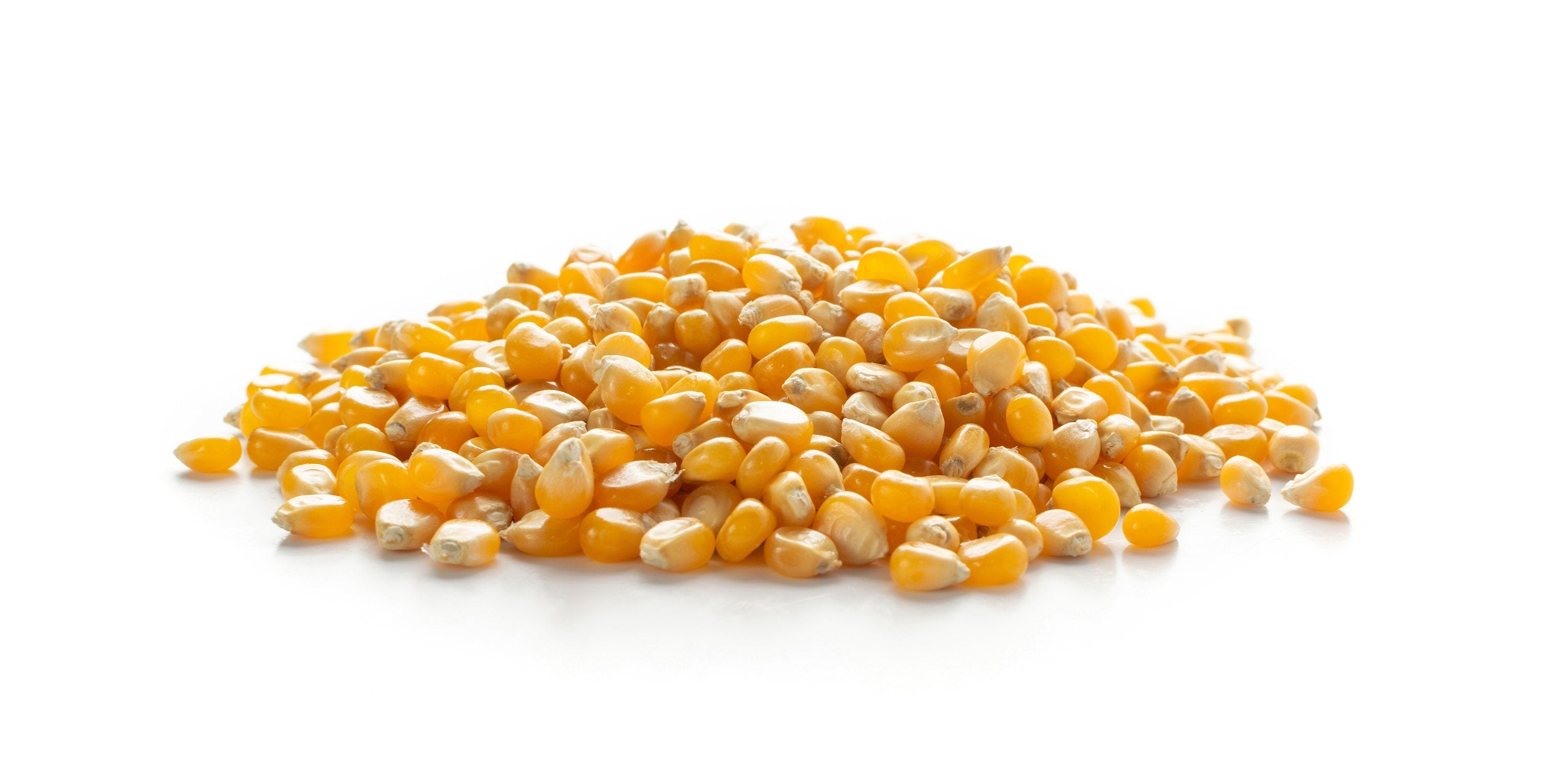 75 SOUTH AMERICAN Yellow POPCORN Corn Zea Mays Heirloom Vegetable Seeds