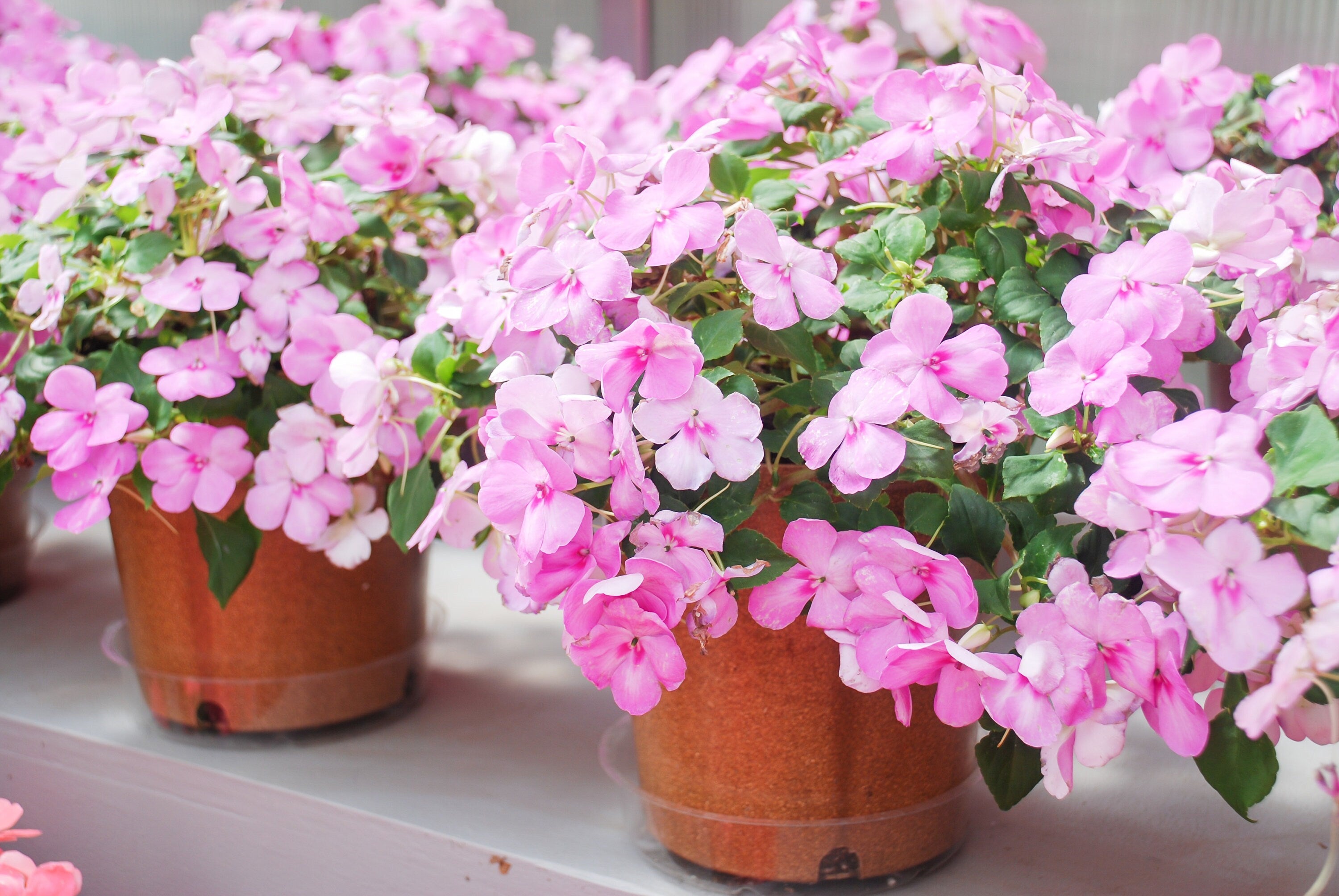 50 DWARF PINK IMPATIENS Walleriana Sun or Full Shade Flower Seeds