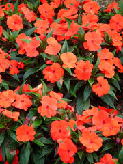 50 DWARF ORANGE IMPATIENS Walleriana Sun or Full Shade Flower Seeds