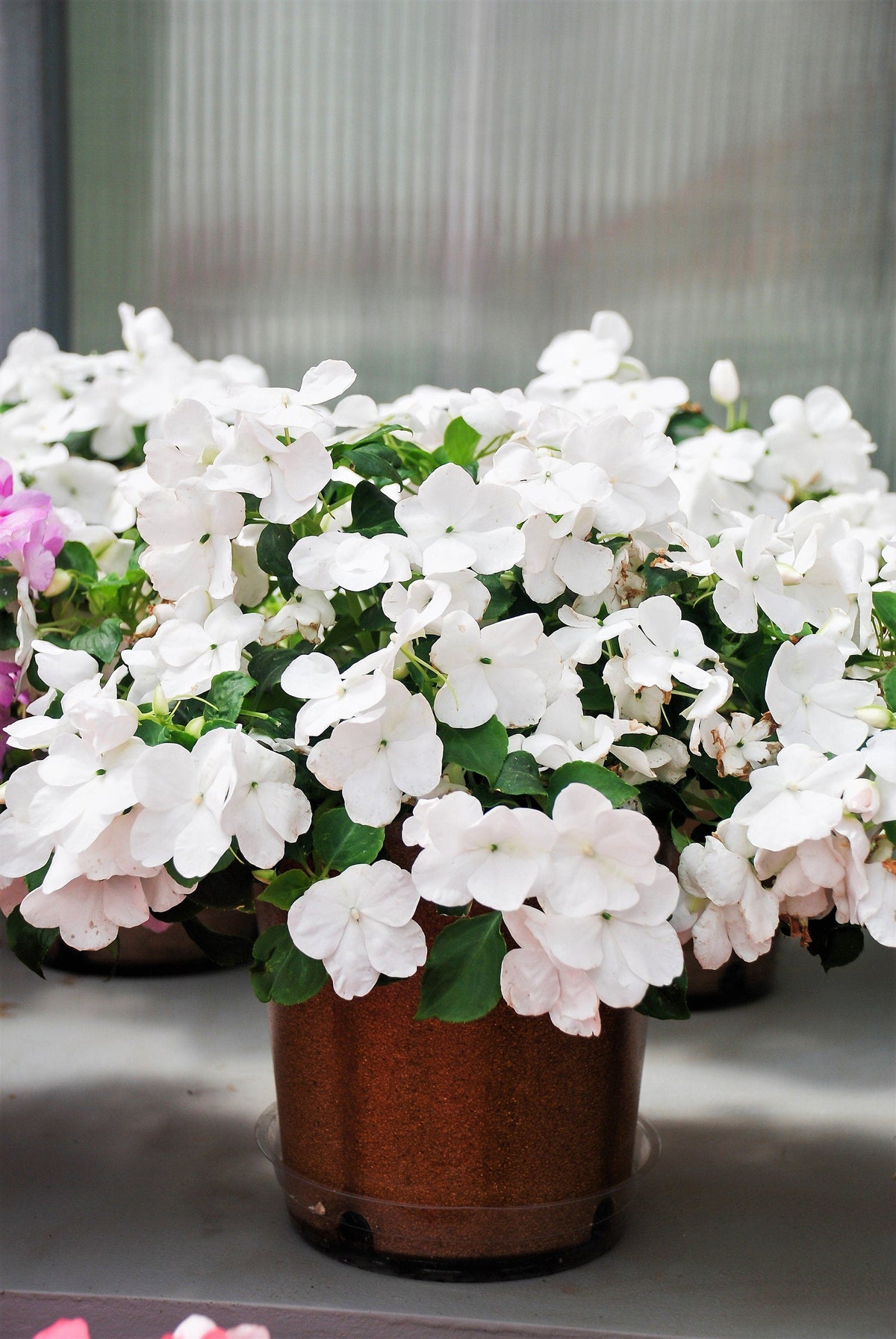 50 DWARF WHITE IMPATIENS Walleriana Sun or Full Shade Flower Seeds