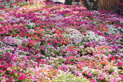 50 MIXED COLORS Dwarf IMPATIENS Walleriana Sun or Full Shade Red, White, Pink, Carmine, Scarlet, & Orange Flower Seeds