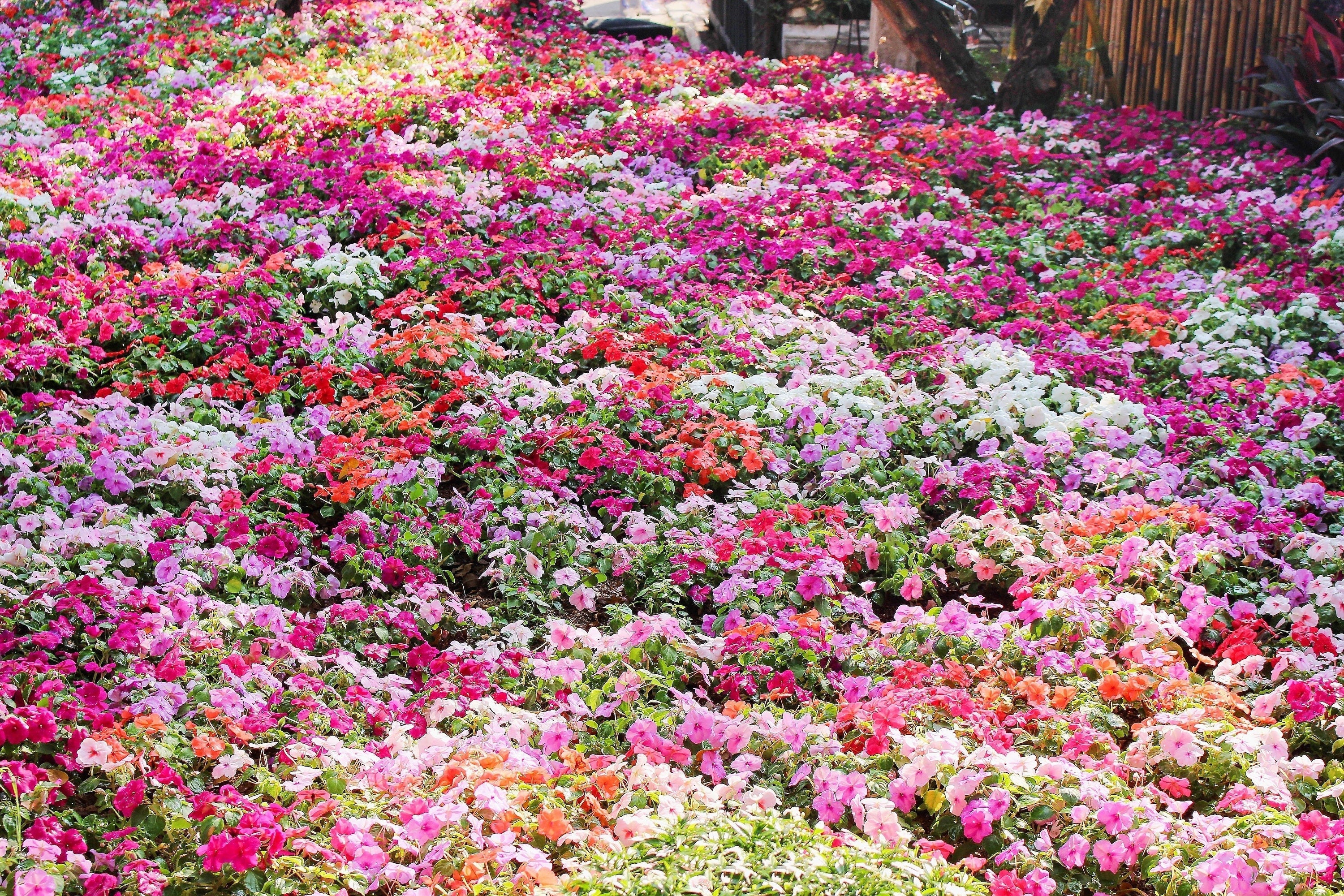50 MIXED COLORS Dwarf IMPATIENS Walleriana Sun or Full Shade Red, White, Pink, Carmine, Scarlet, & Orange Flower Seeds