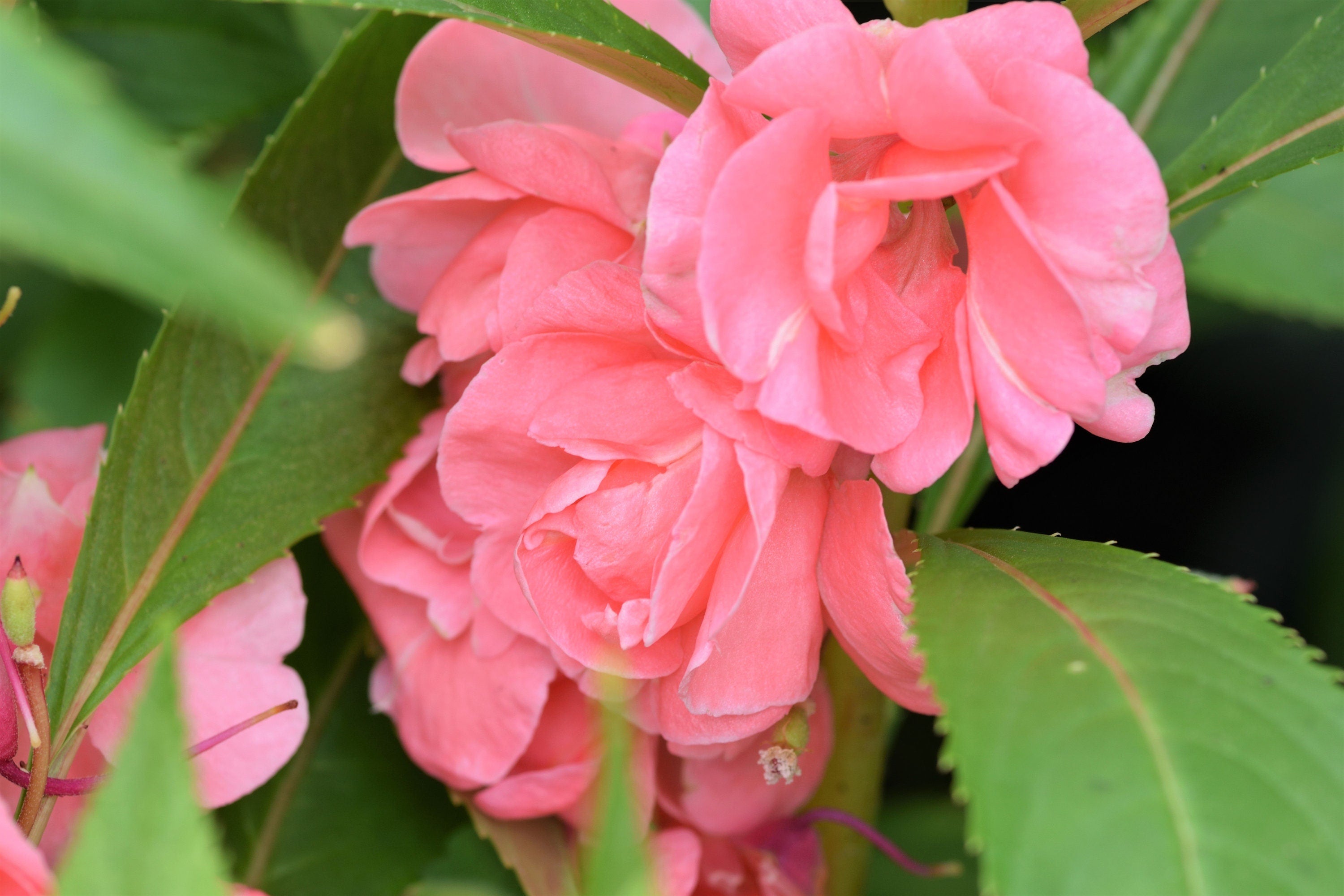 100 Mixed Dwarf TOM THUMB IMPATIENS Balsamina - Sun or Shade - Double Purple, Red, White, Pink, & Orange Flower Seeds