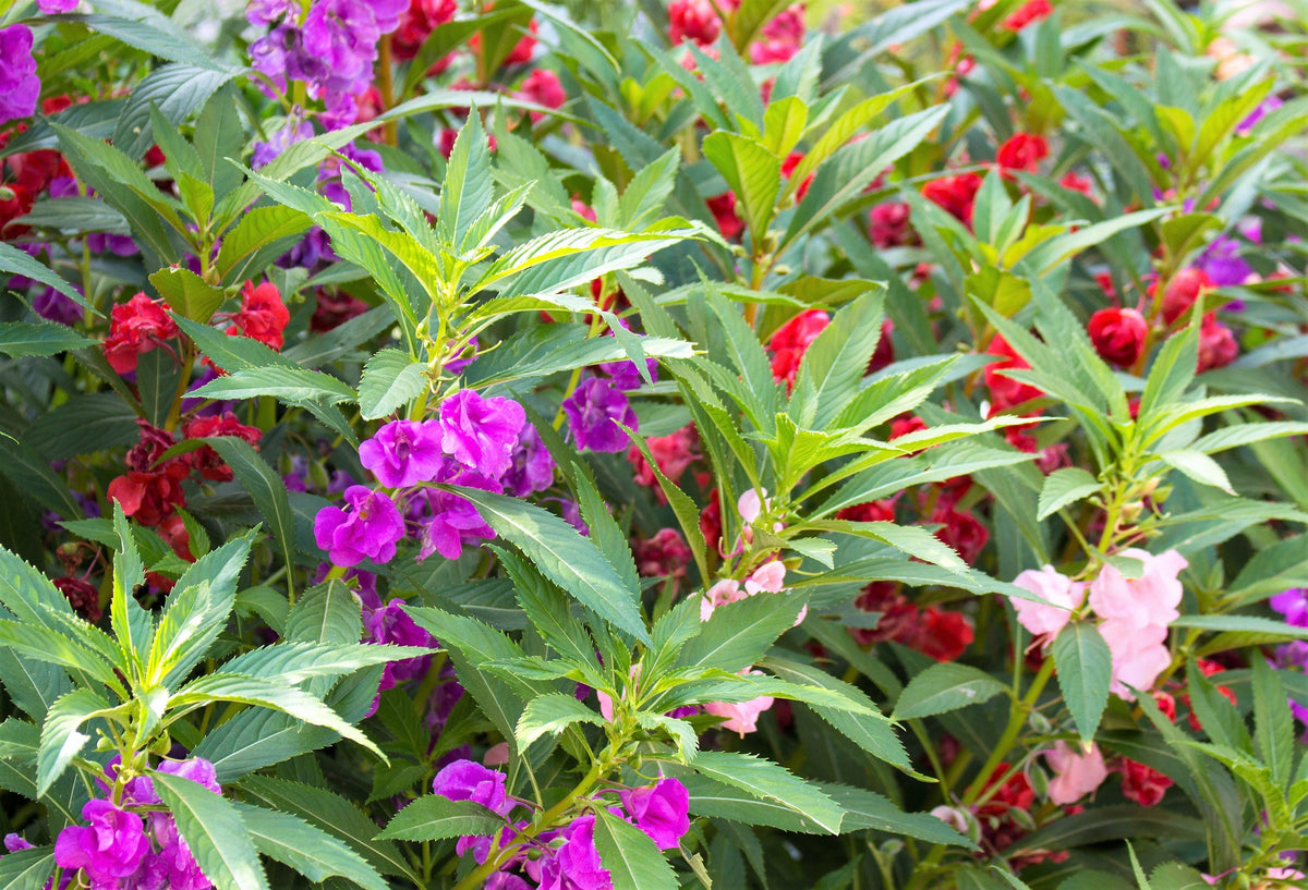 100 Mixed Dwarf TOM THUMB IMPATIENS Balsamina - Sun or Shade - Double Purple, Red, White, Pink, & Orange Flower Seeds