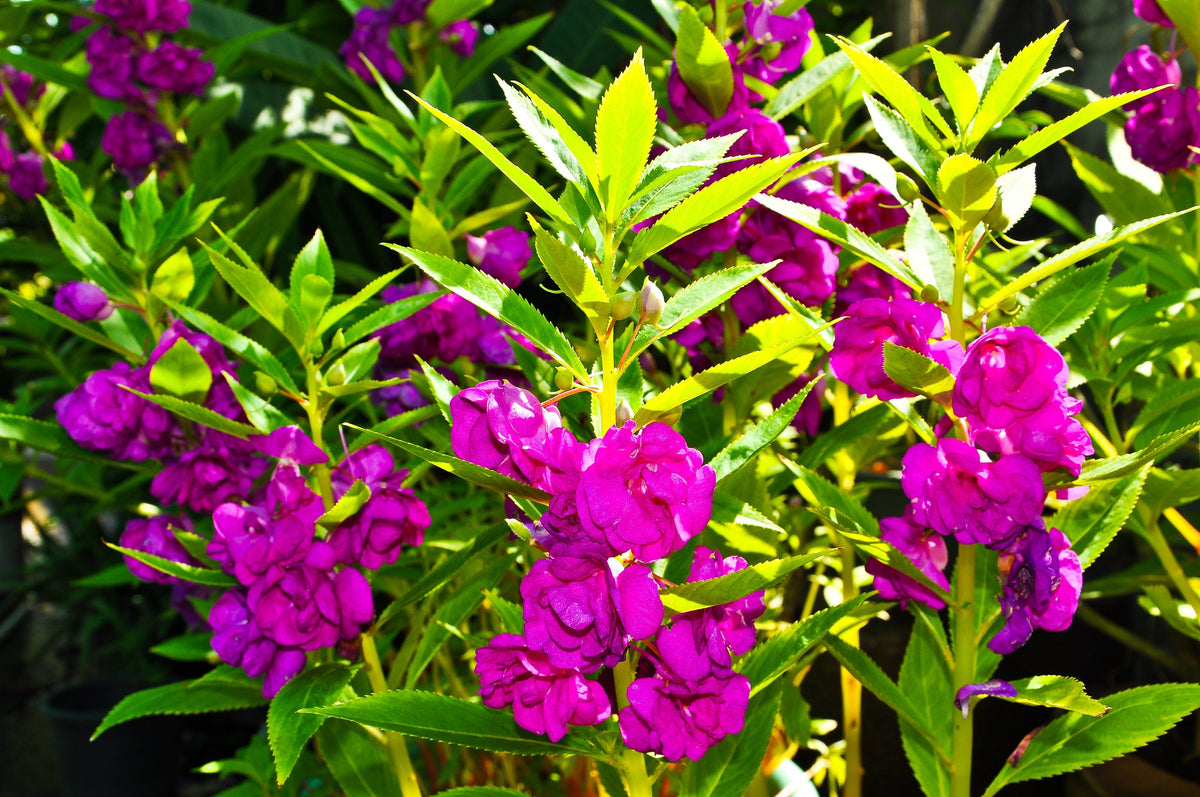 100 Mixed Dwarf TOM THUMB IMPATIENS Balsamina - Sun or Shade - Double Purple, Red, White, Pink, & Orange Flower Seeds