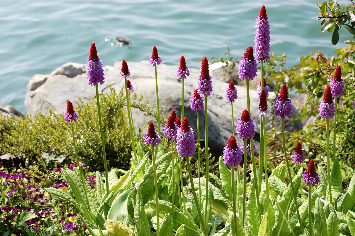 20 ORCHID PRIMROSE Primula Vialii Red Hot Poker Red Pink Purple Shade Wet Flower Seeds