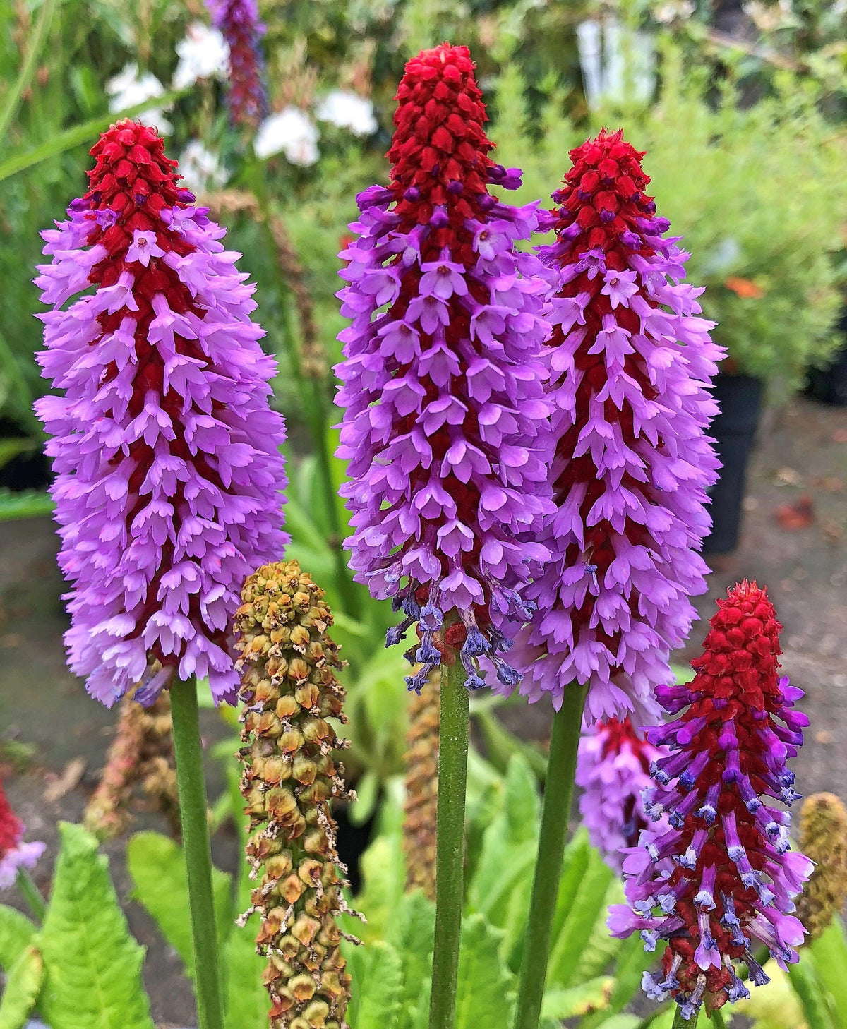 20 ORCHID PRIMROSE Primula Vialii Red Hot Poker Red Pink Purple Shade Wet Flower Seeds