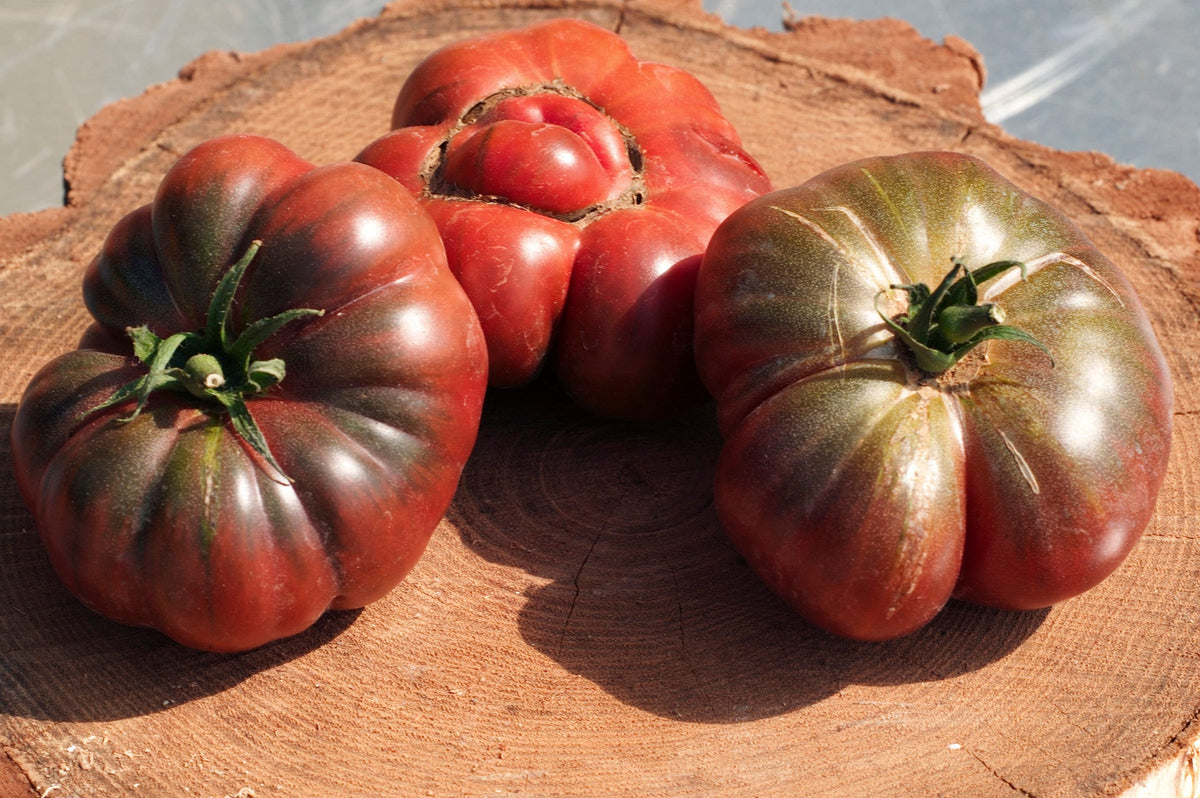 40 PURPLE CALABASH TOMATO Solanum Lycopersicum Indeterminate Heirloom Beefsteak Fruit Vegetable Seeds