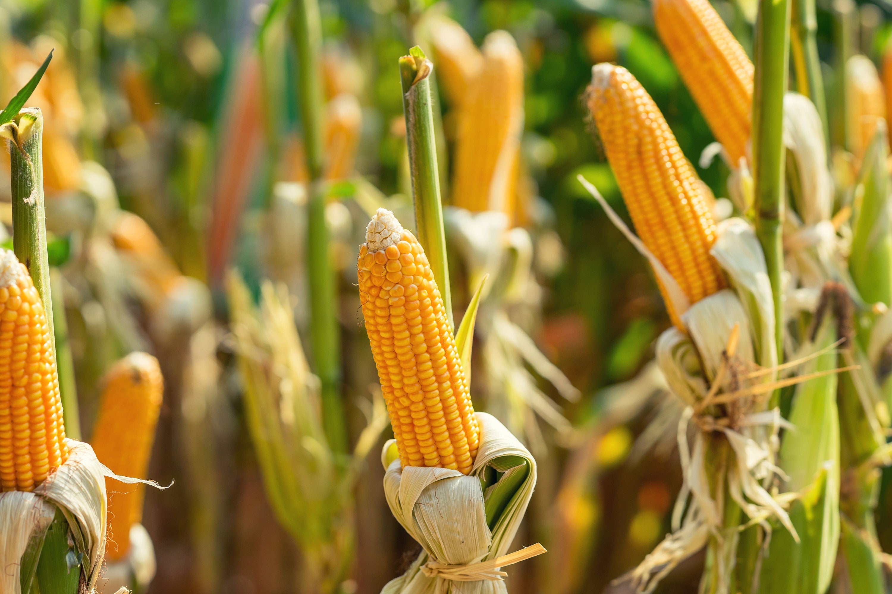 75 SOUTH AMERICAN Yellow POPCORN Corn Zea Mays Heirloom Vegetable Seeds