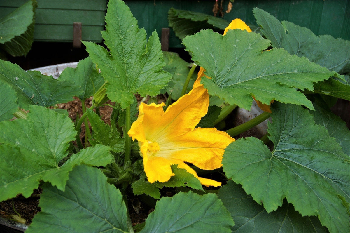 25 Small APPLE GOURD Cucurbita Pepo Ornamental Squash Seeds