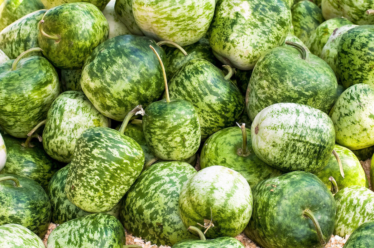 25 Small APPLE GOURD Cucurbita Pepo Ornamental Squash Seeds