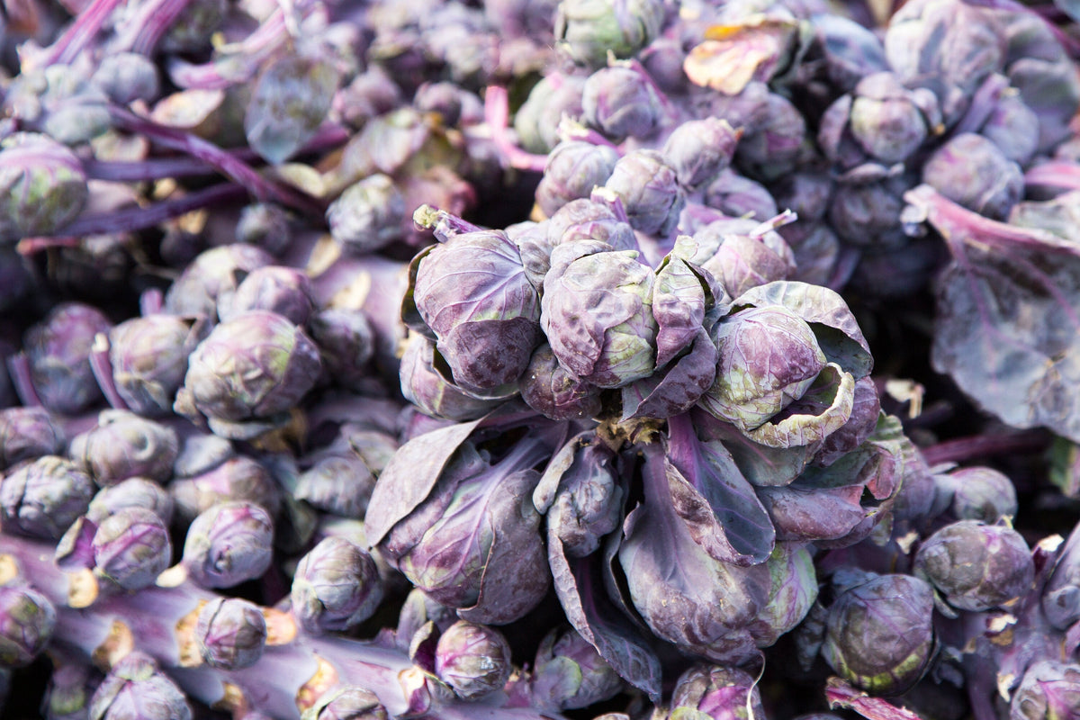70 RED Ball BRUSSEL SPROUT Brussels Sprouts Brassica Oleracea Gemmifera Vegetable Seeds