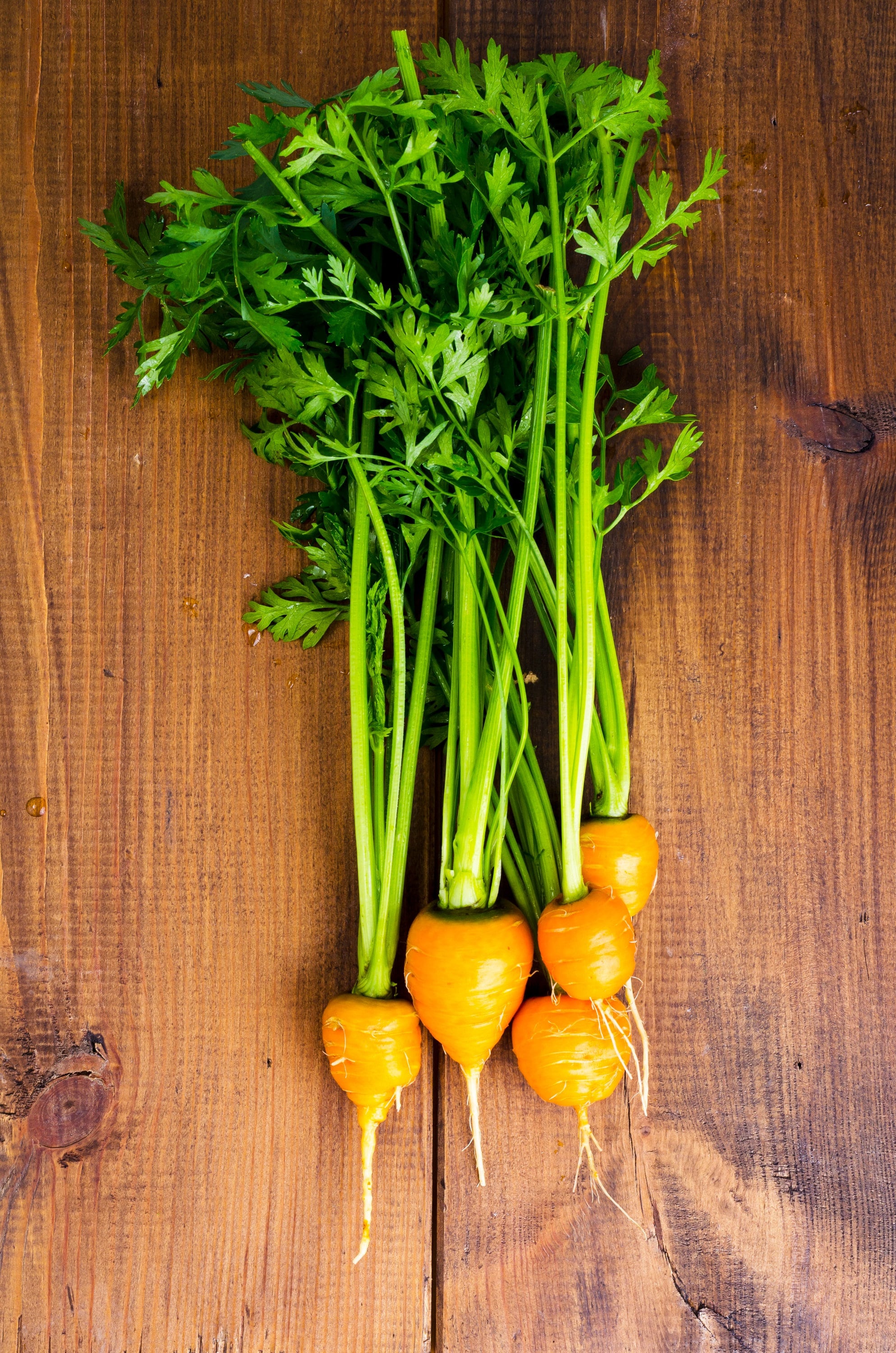 800 PARISIAN CARROT Parisienne Carrot Daucas Carota Sativus Orange Vegetable Seeds