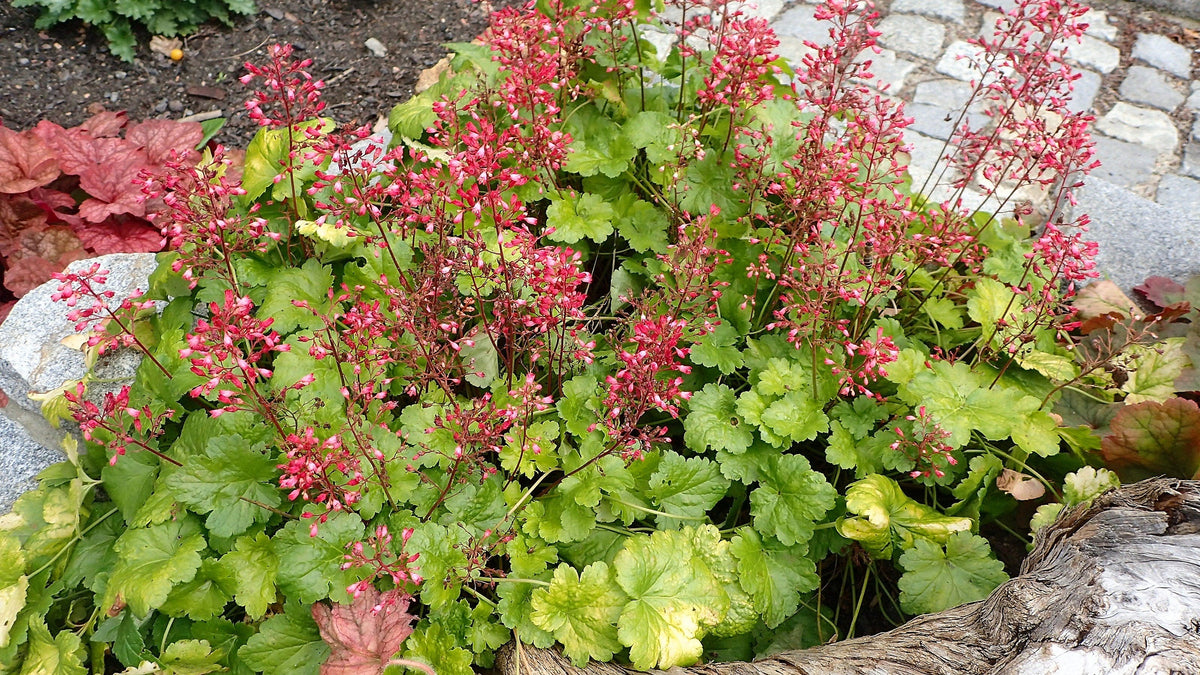 100 Red HEUCHERA SPLENDENS Coral Bells Heuchera Sanguinea Sanguineum Shade Flower Seeds