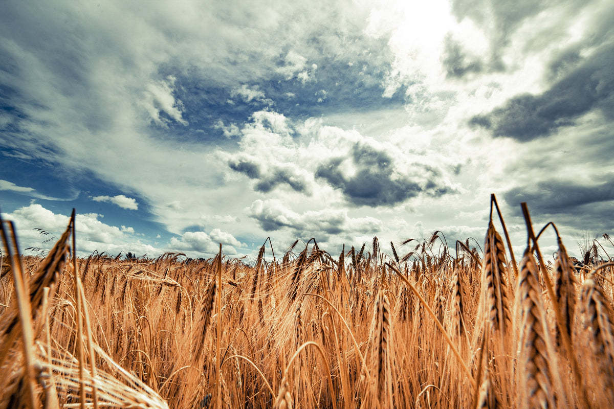 350 AROOSTOOK RYE Secale Cereale Cereal Grain Hardy Winter Cover Crop Seeds
