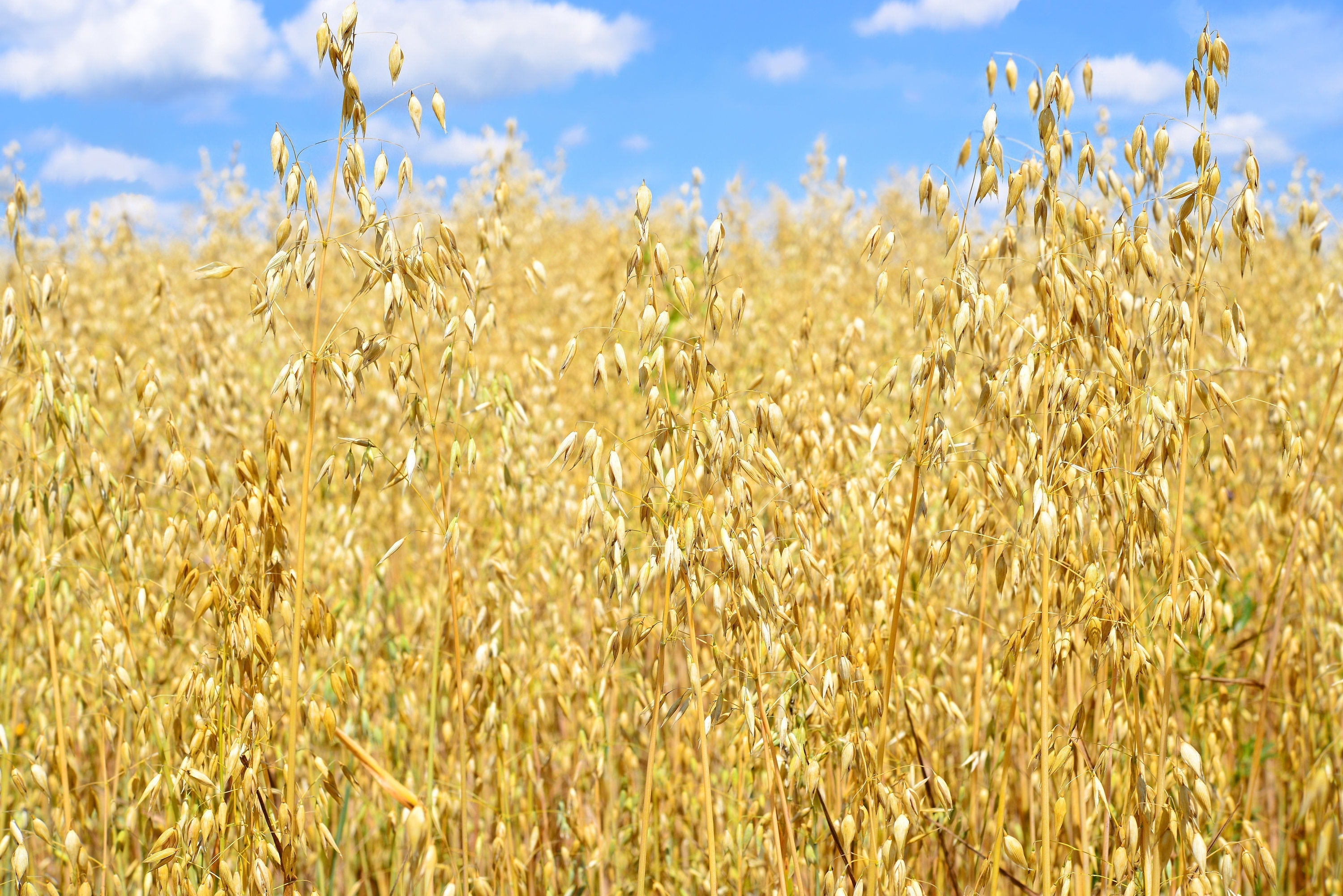 250 Certified ARMOR OAT Oats Avena Sativa Cereal Grain Seeds