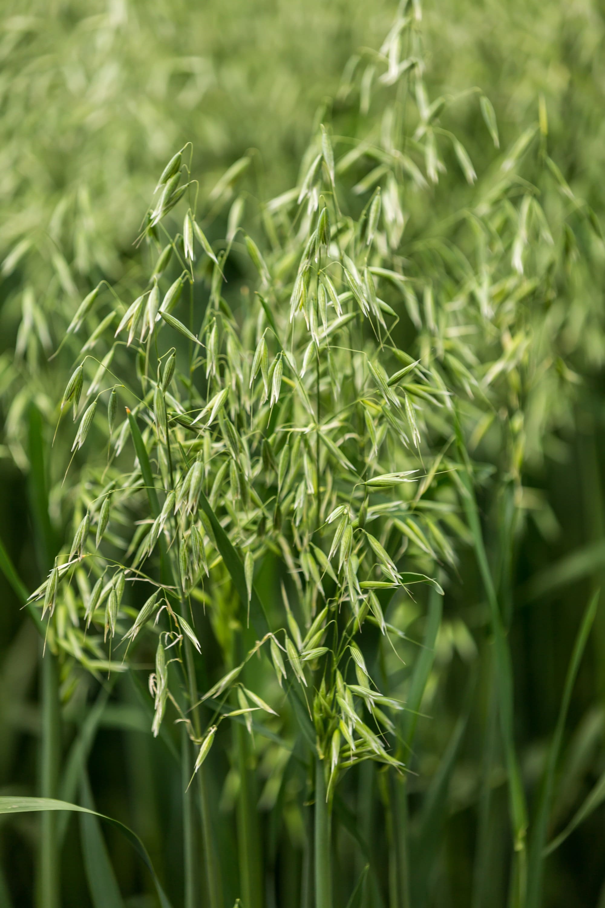 250 Certified ARMOR OAT Oats Avena Sativa Cereal Grain Seeds
