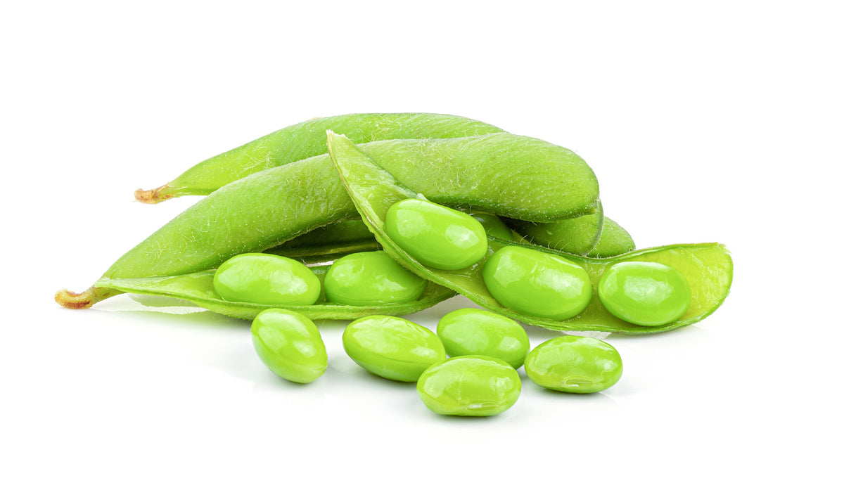 20 Organic MIDORI GIANT SOYBEAN Edamame Glycine Max Green Bean Legume Vegetable Seeds