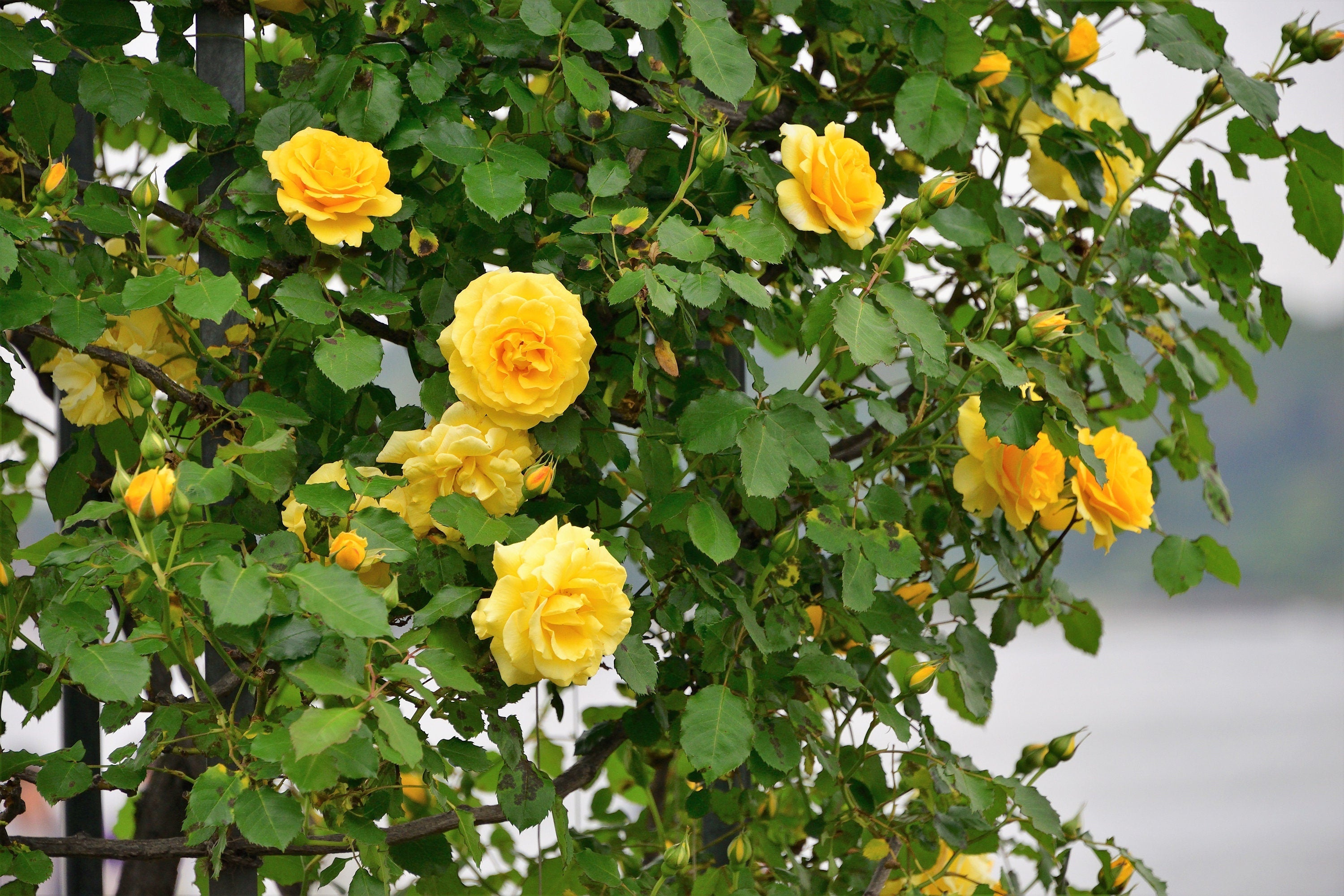 5 YELLOW CLIMBING ROSE Rosa Bush Vine Climber Fragrant Butterfly Flower Seeds
