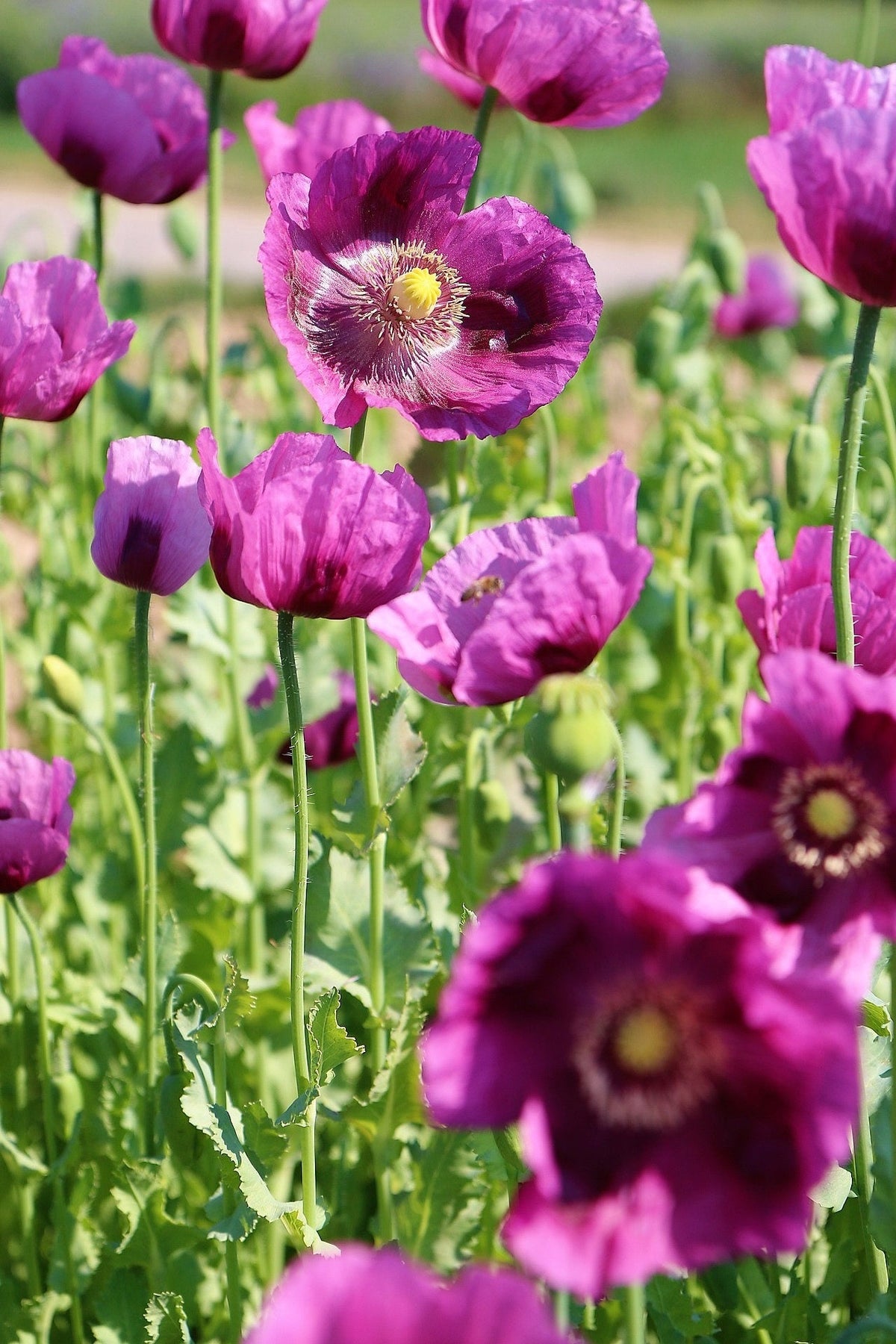 500 LAUREN'S GRAPE POPPY Purple Papaver Somniferum Flower Seeds