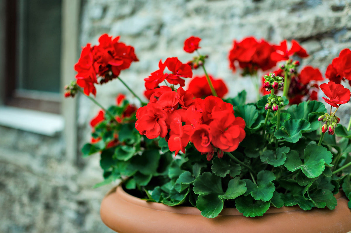 10 MIXED COLORS GERANIUM Pelargonium Zonale Pink, Purple, White, Red, & Salmon Flower Seeds
