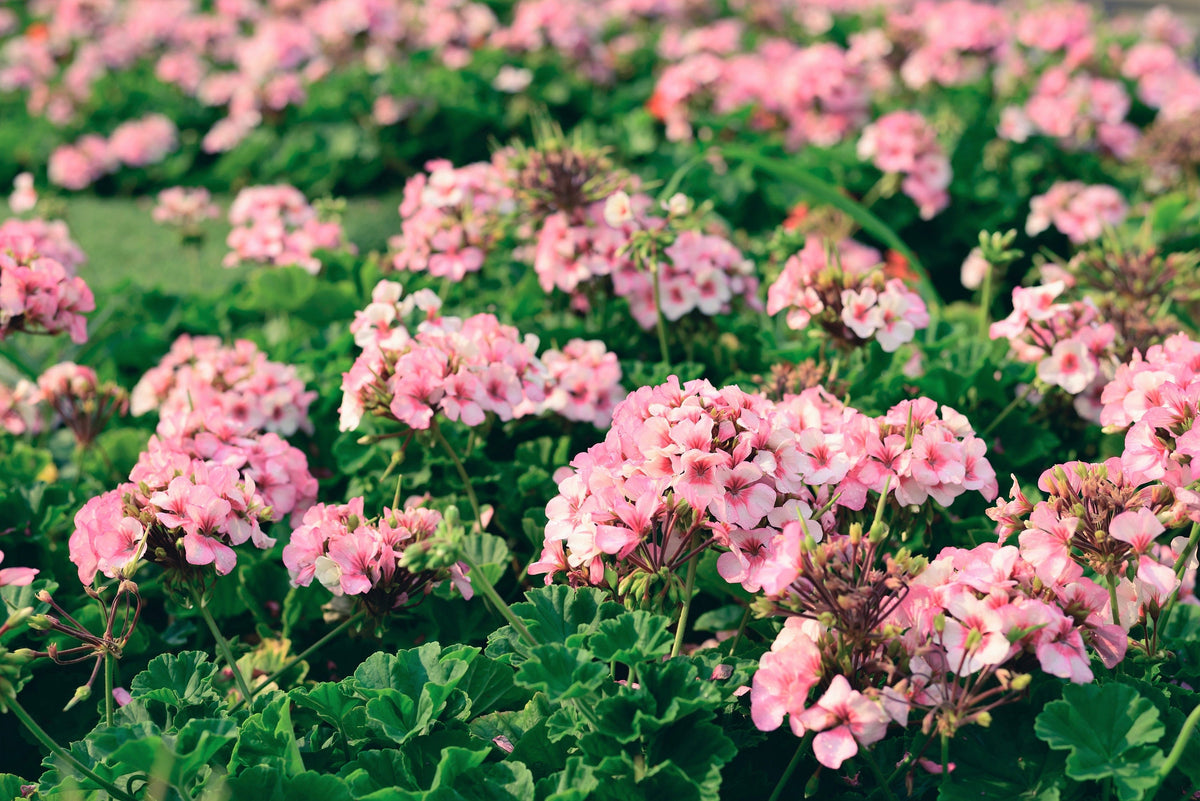 10 MIXED COLORS GERANIUM Pelargonium Zonale Pink, Purple, White, Red, & Salmon Flower Seeds