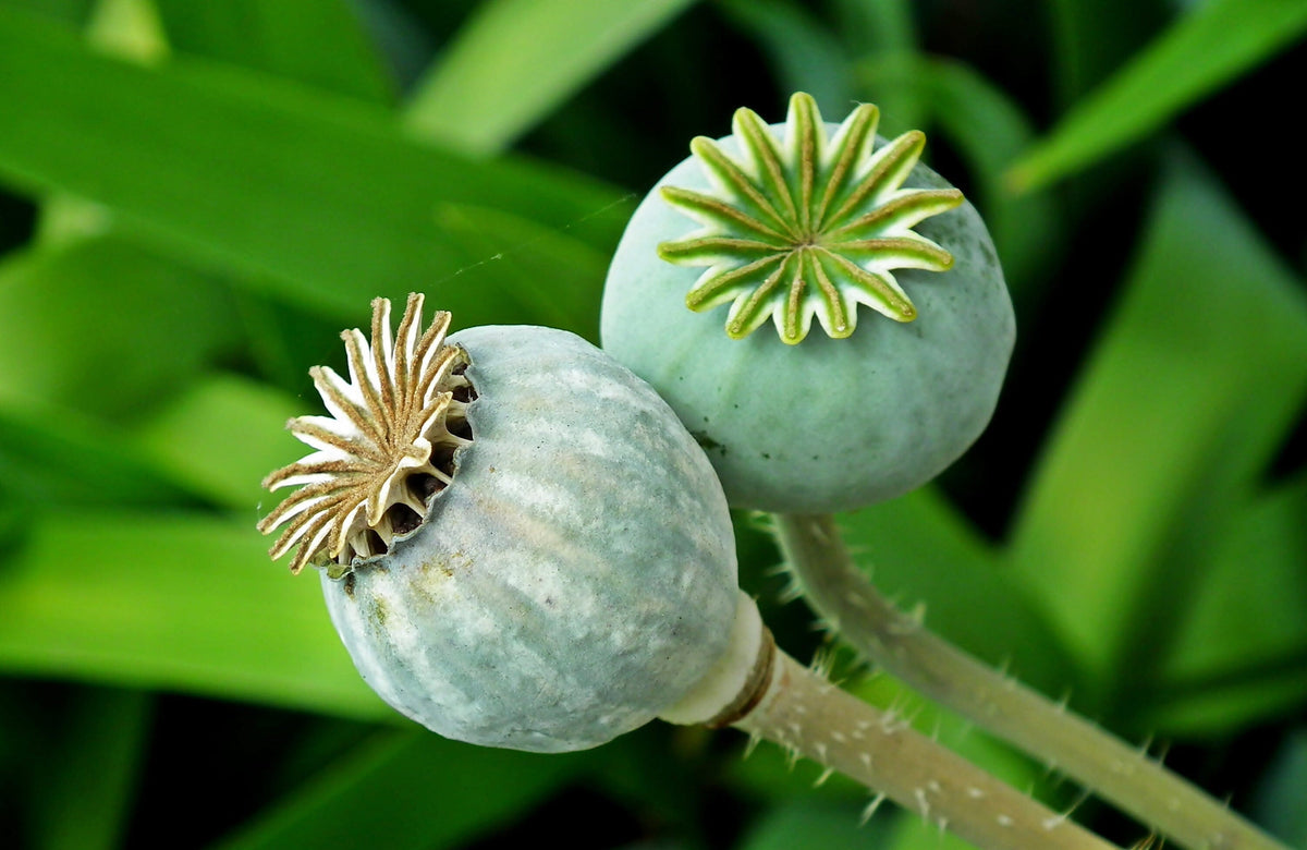 250 Organic AFTER MIDNIGHT POPPY Darkest Purple Almost Black Papaver Somniferum Flower Seeds