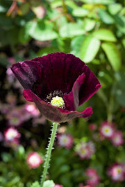 250 Organic AFTER MIDNIGHT POPPY Darkest Purple Almost Black Papaver Somniferum Flower Seeds